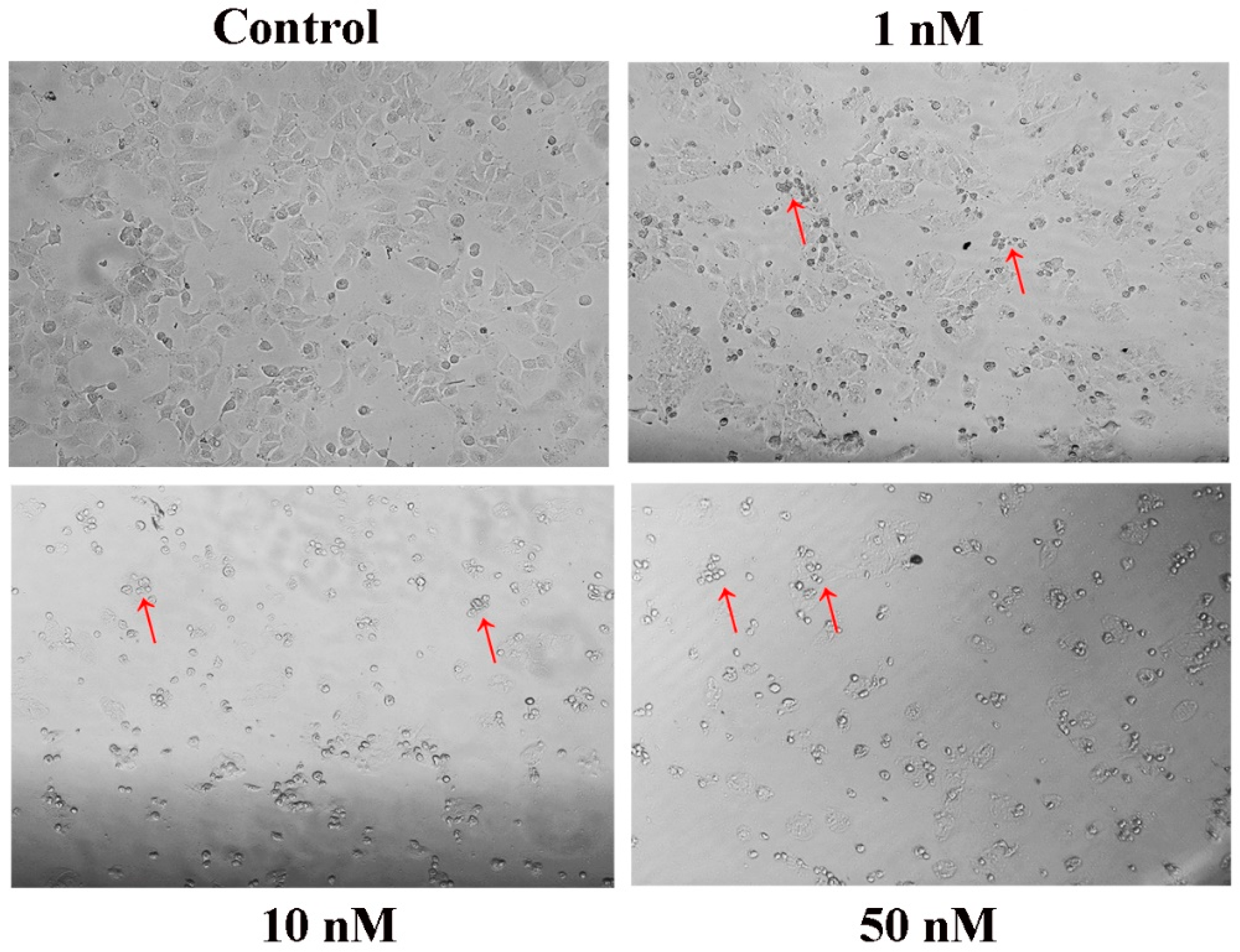 Molecules 27 05359 g005