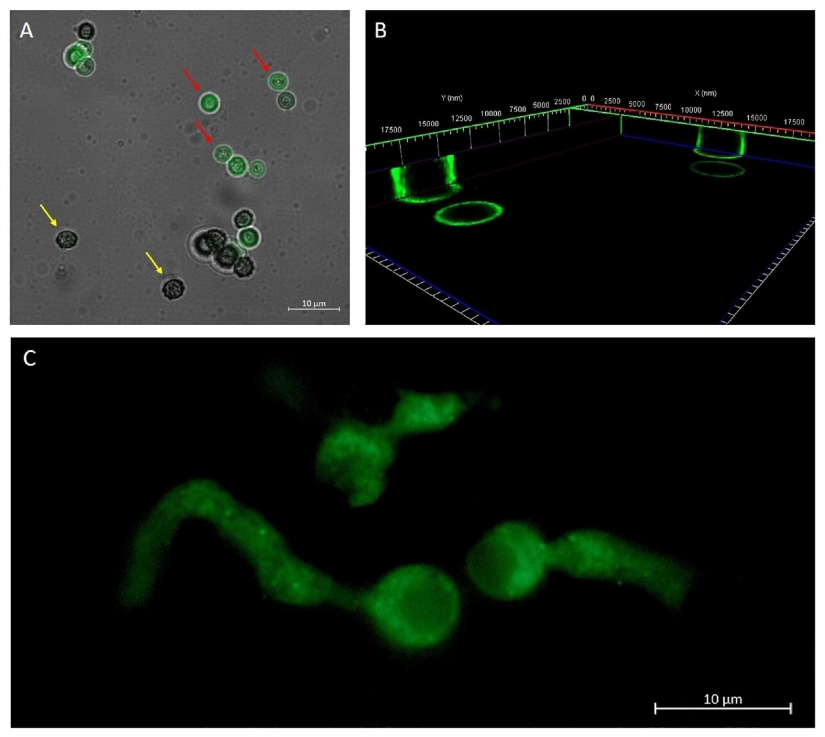 Molecules 27 05424 g002