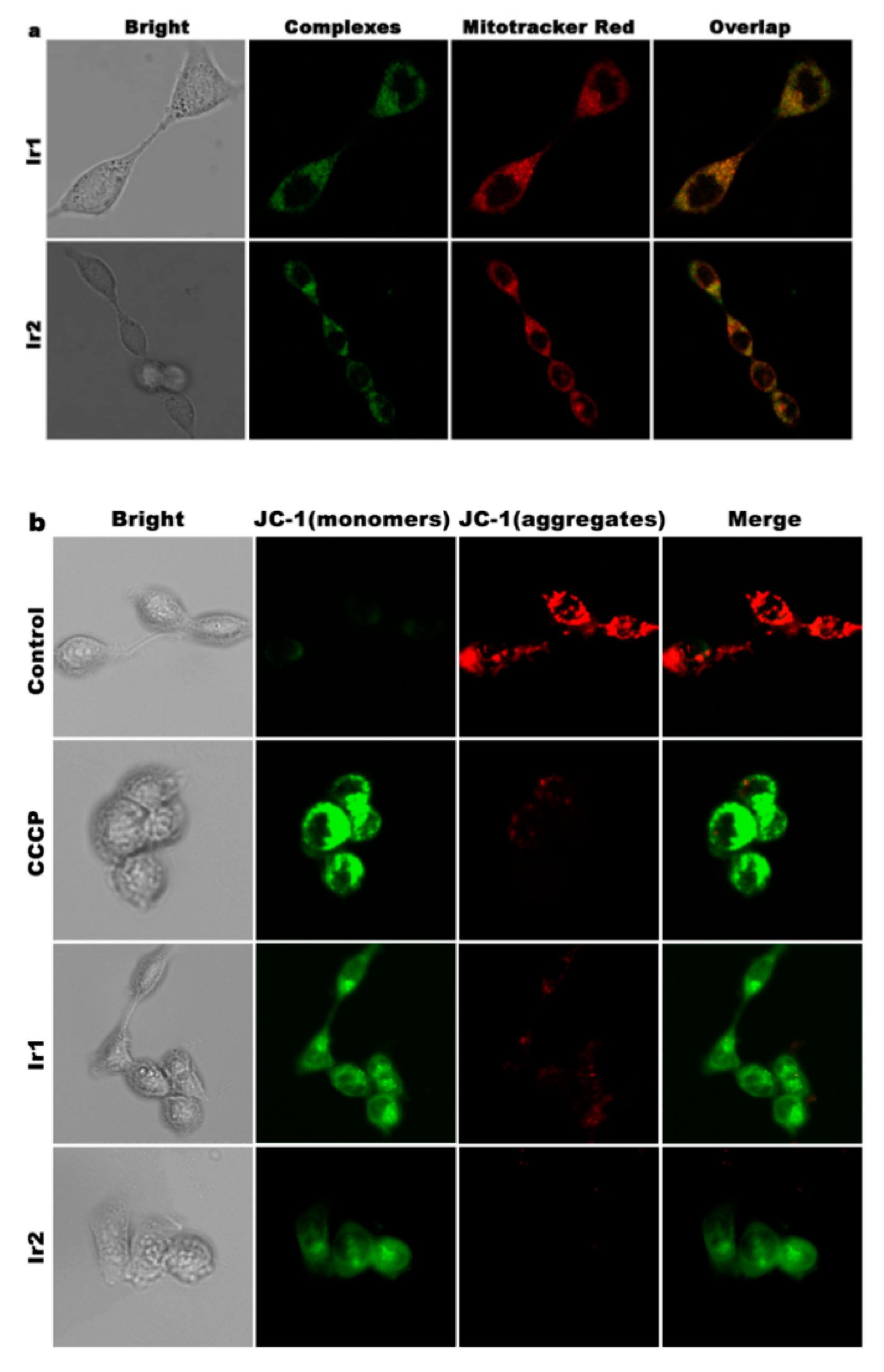 Molecules 27 05434 g006a