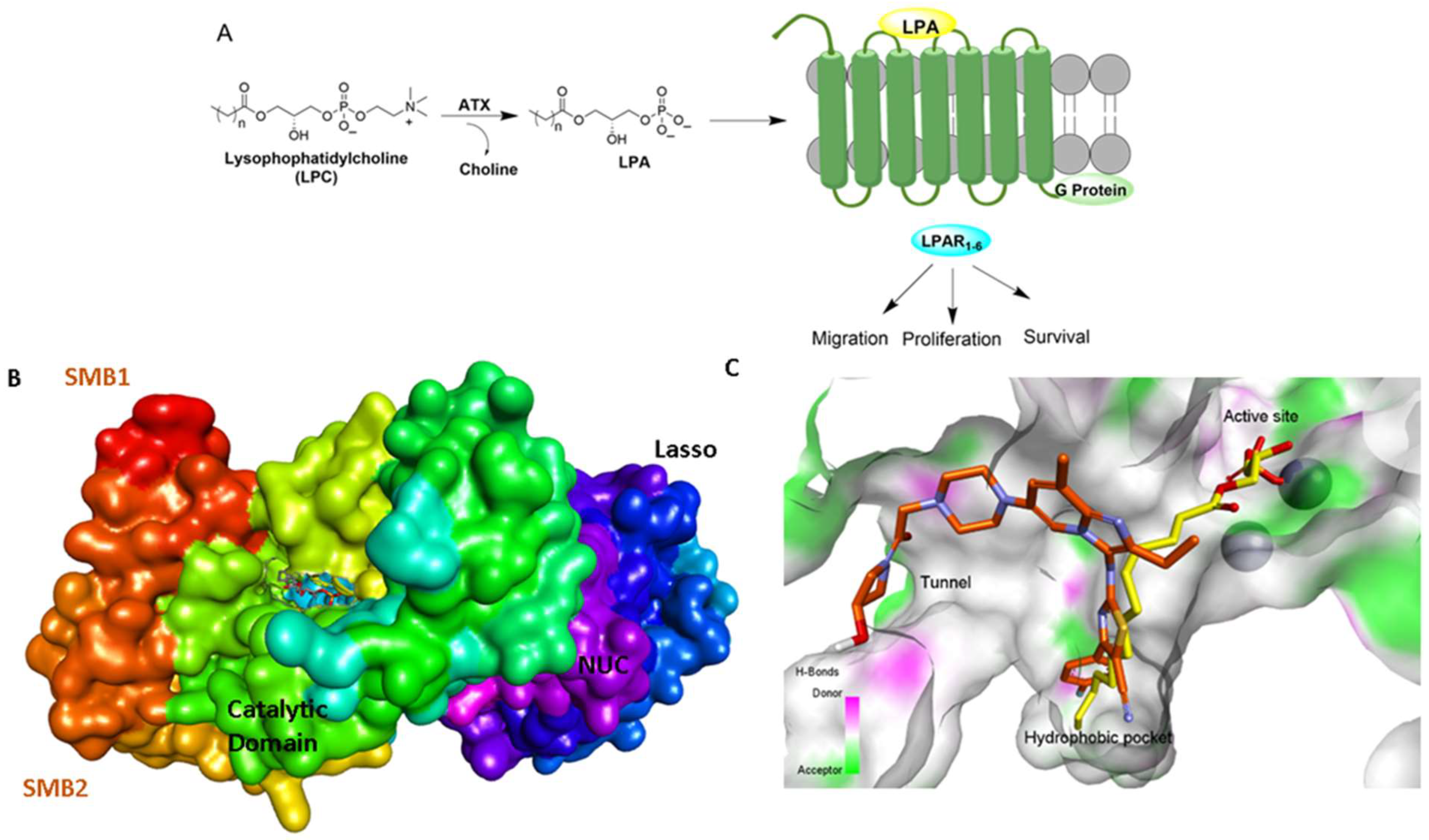 Molecules 27 05487 g001 Molecules 27 05487 g001