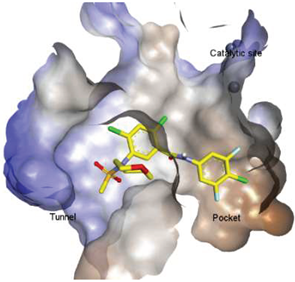 Molecules 27 05487 i007 Molecules 27 05487 i007