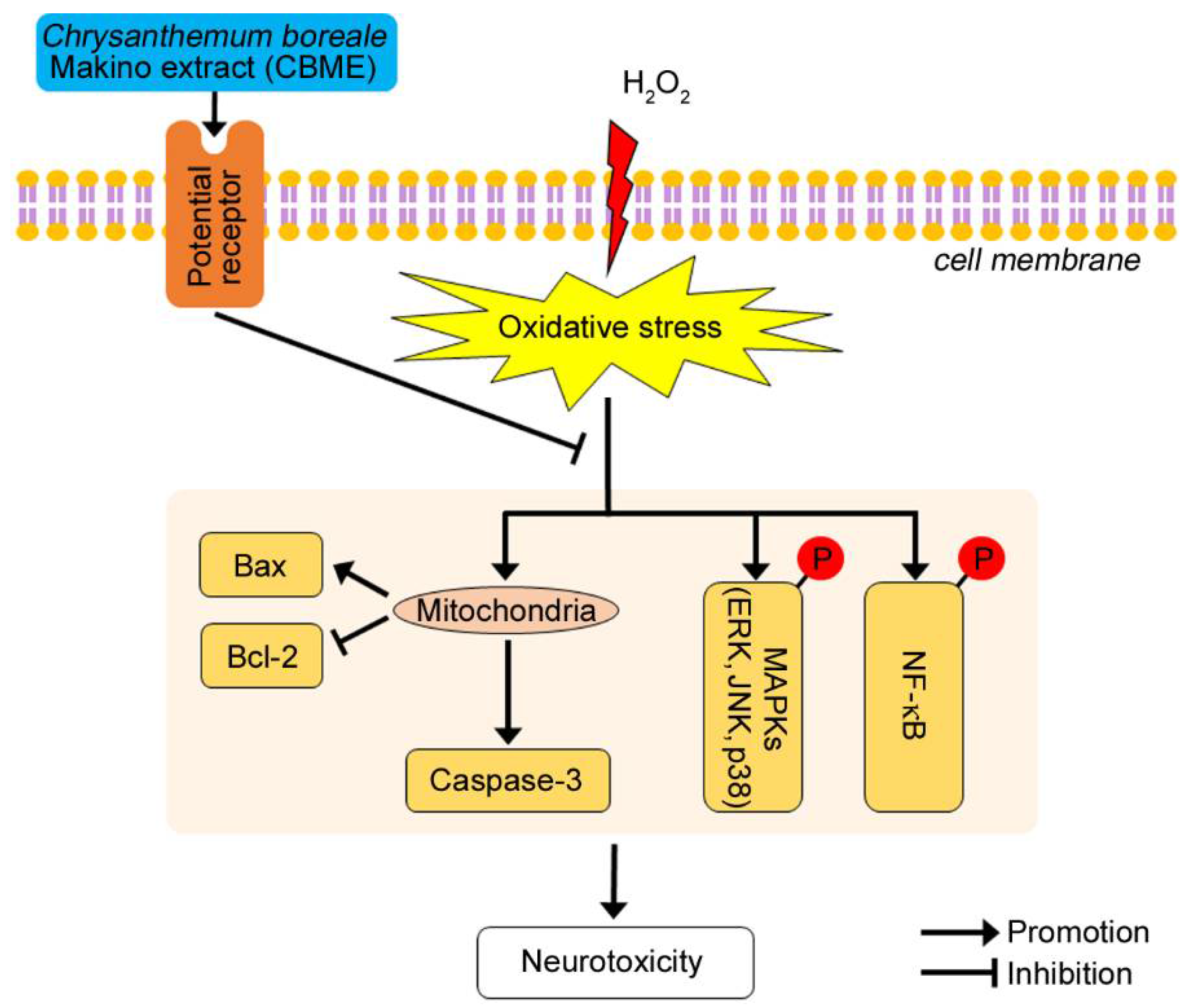 Chrysanthemum boreale Makino Inhibits Oxidative Stress