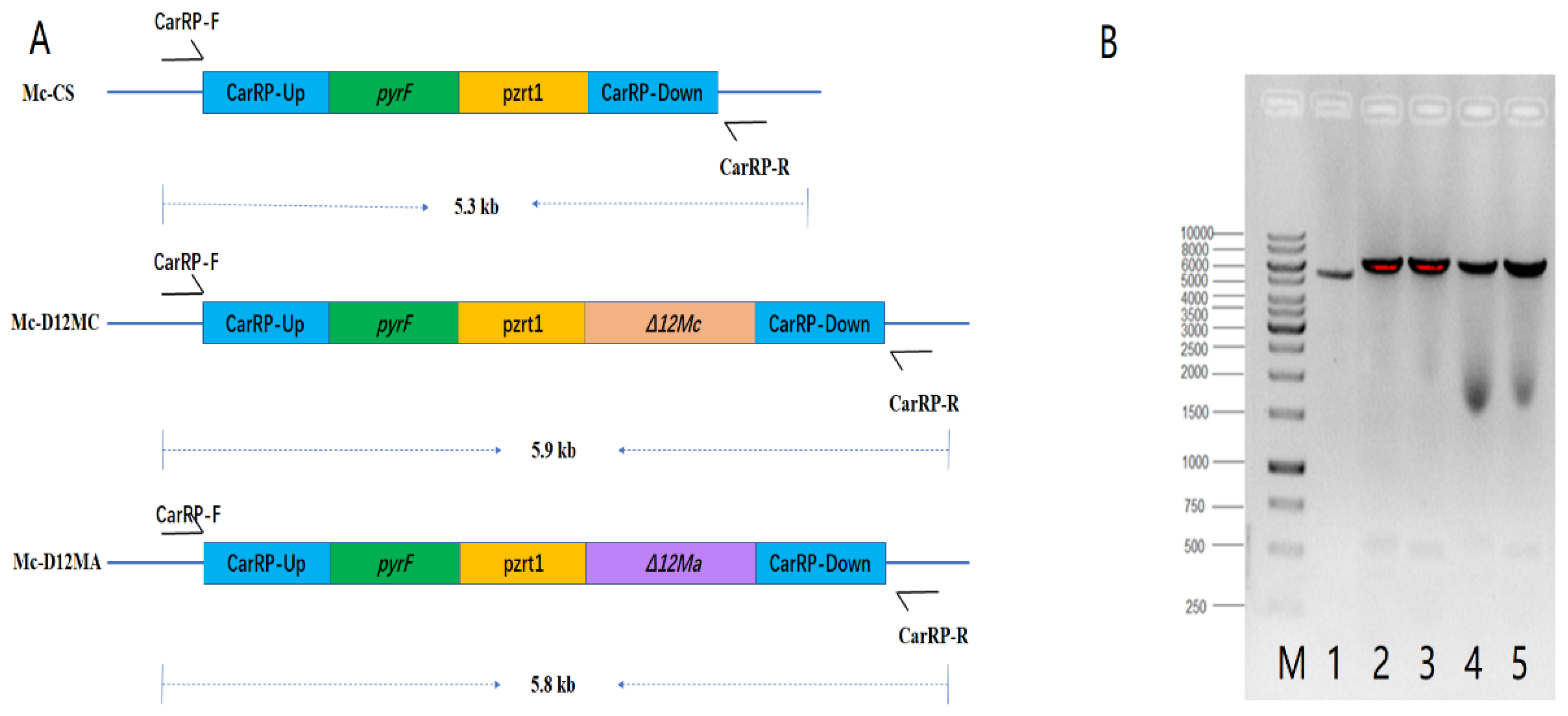 Molecules 27 05511 g001 550