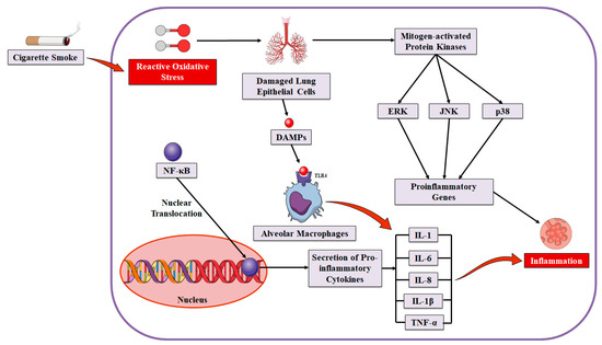 immunocal vs nac comparison glutathione lungs copd Therapeutic Potential of Small Molecules Targeting Oxidative Stress in the Treatment of Chronic Obstructive Pulmonary Disease (COPD): A Comprehensive Review