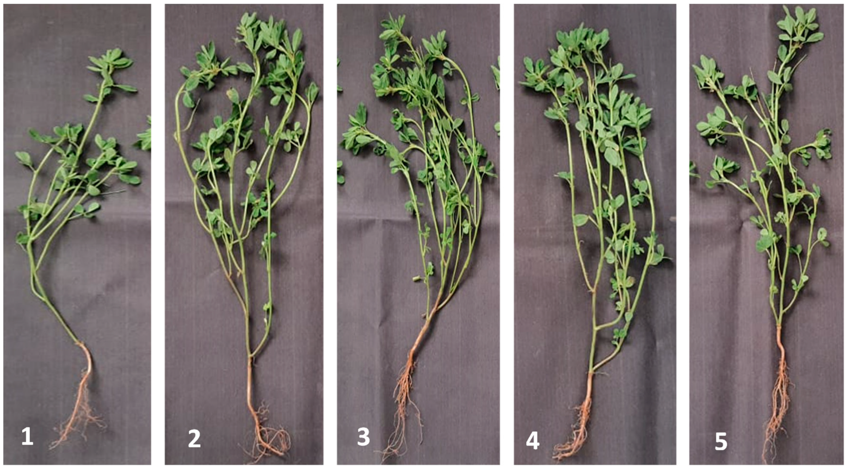 Molecules 27 05546 g005 Molecules 27 05546 g005