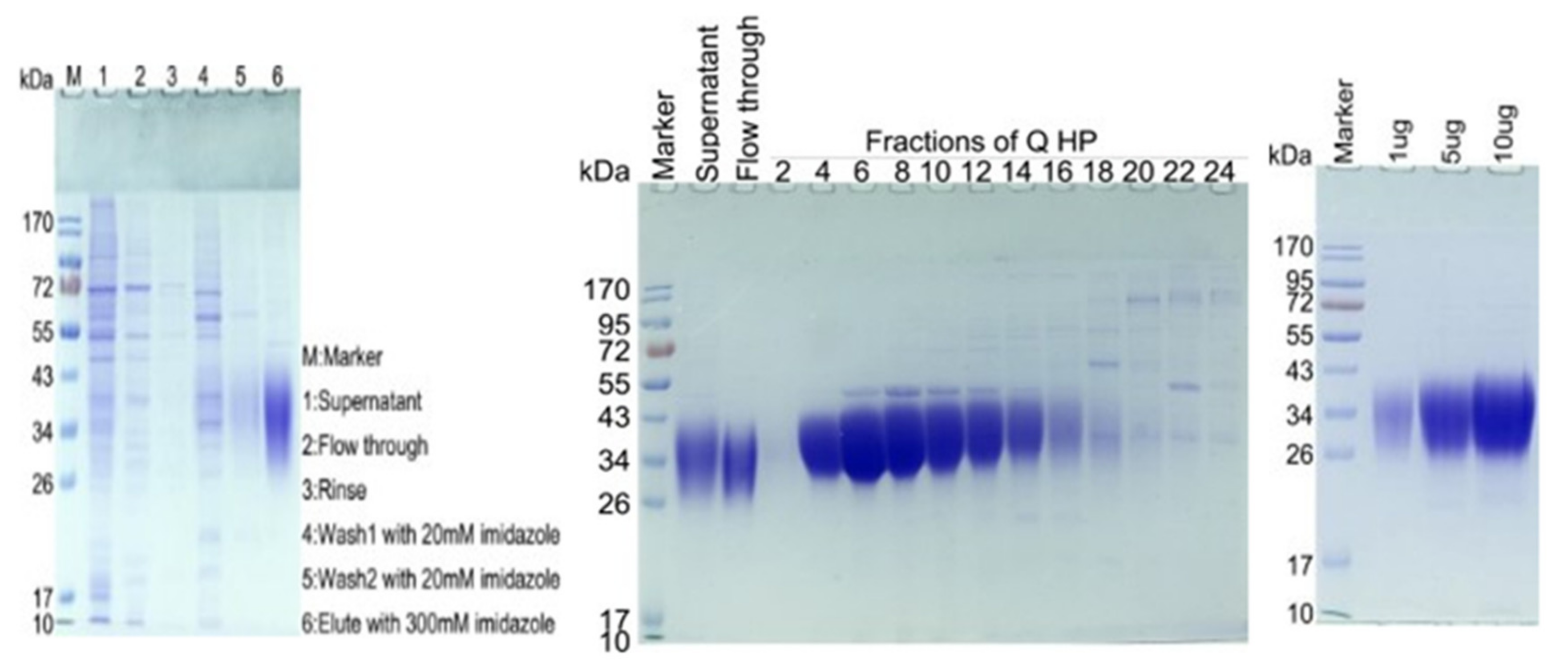 Crystal Structure of Human CD47 in Complex with Engineered