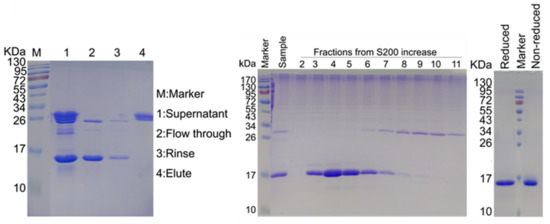 SIVA／CD13枚 CD138/Syndecan-1 antibody (67155-1-Ig) | Proteintech