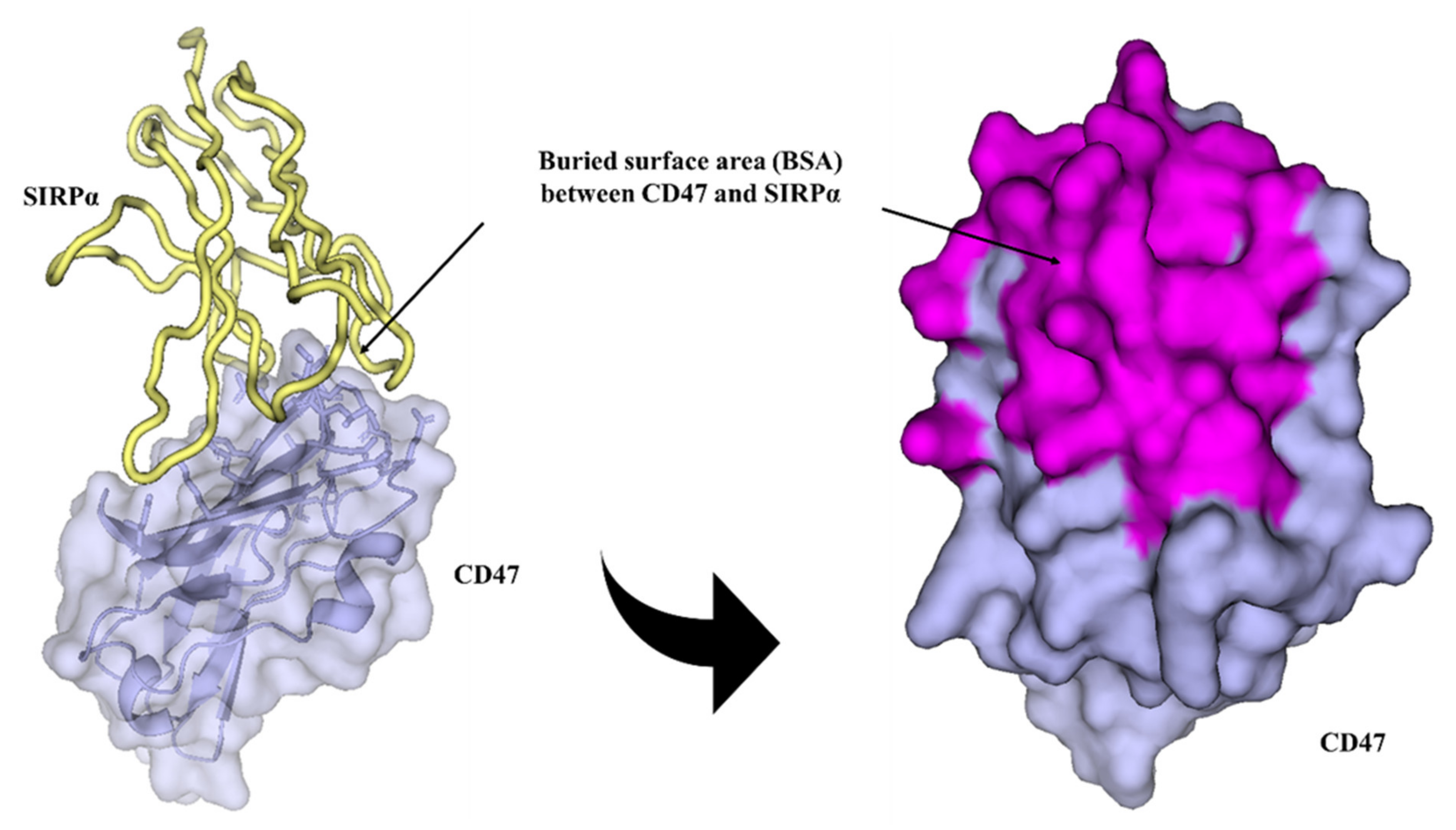 Crystal Structure of Human CD47 in Complex with Engineered