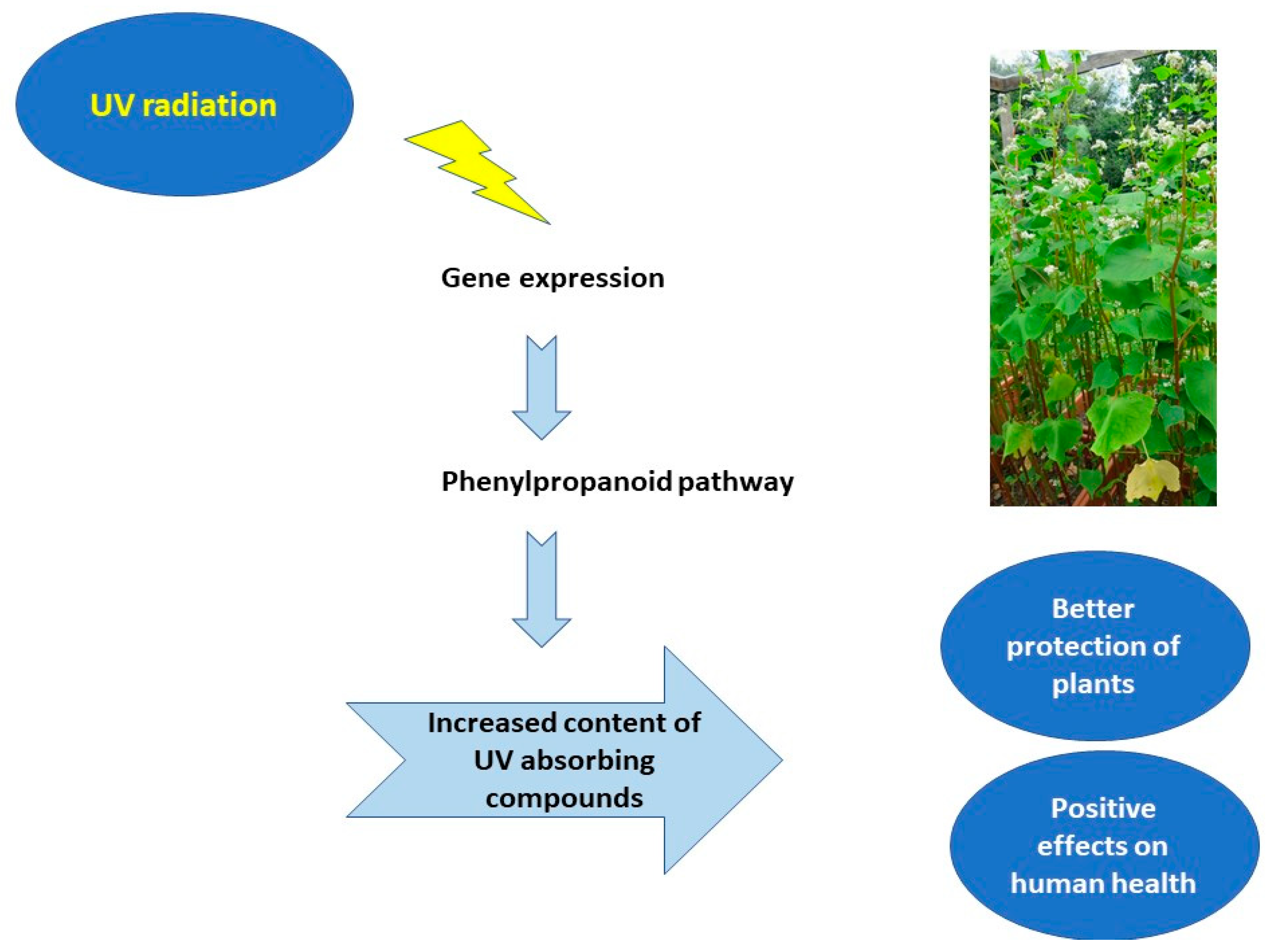 Molecules 27 05577 g001