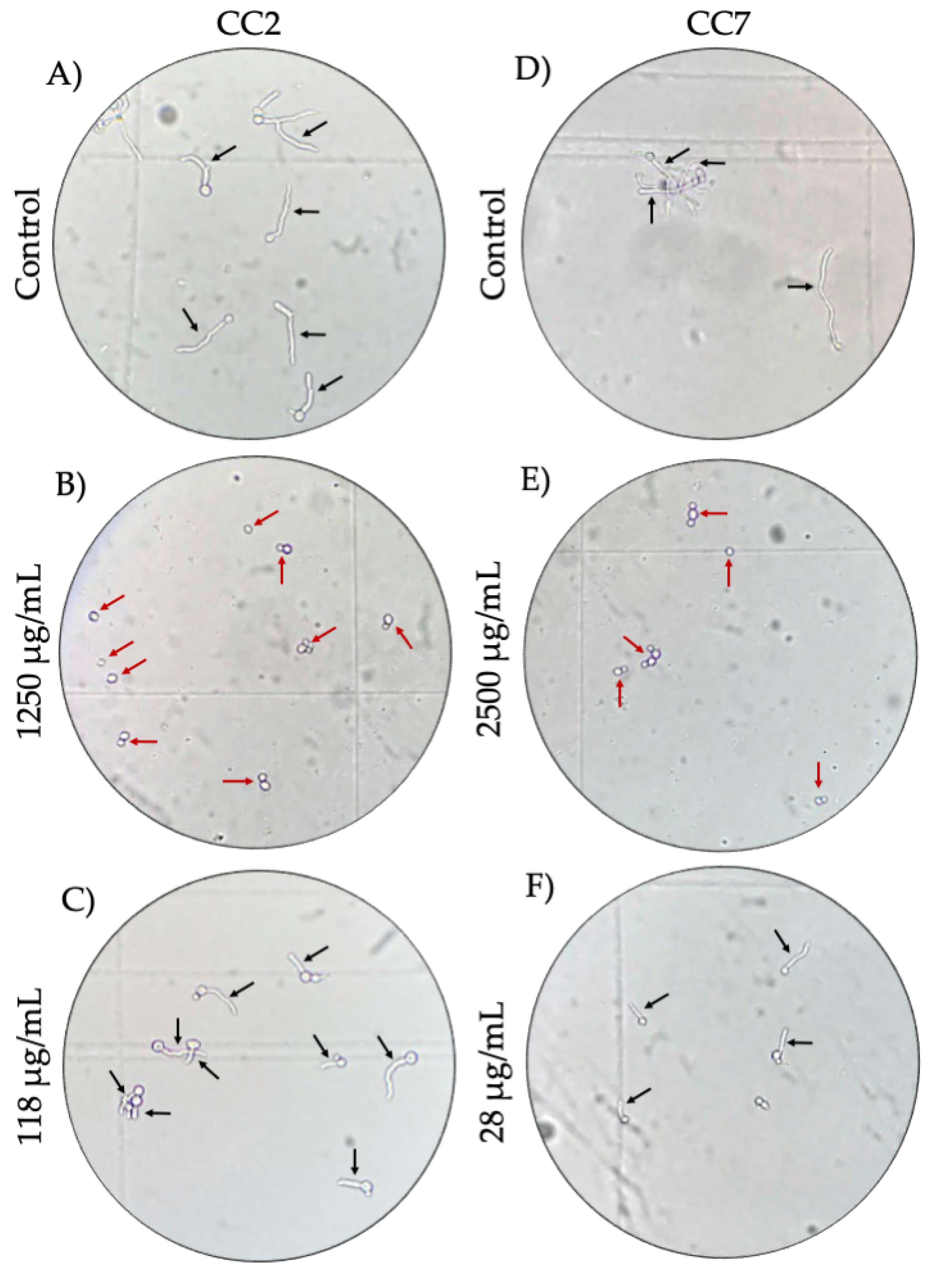 Molecules 27 05651 g003 Molecules 27 05651 g003