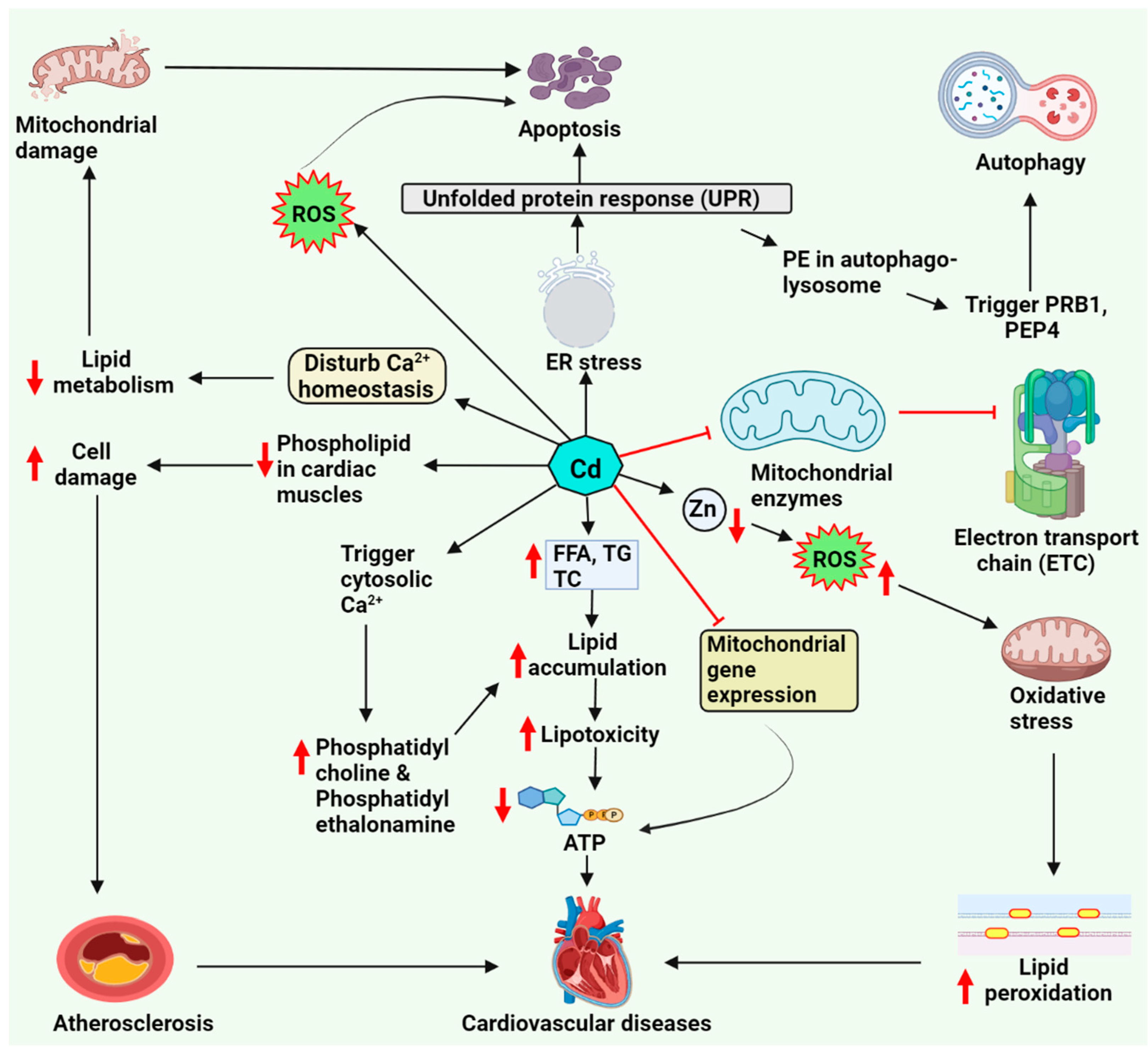 Molecules 27 05657 g001 550