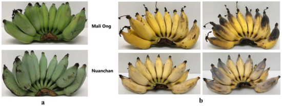 Nutraceutical Difference between Two Popular Thai Namwa Cultivars