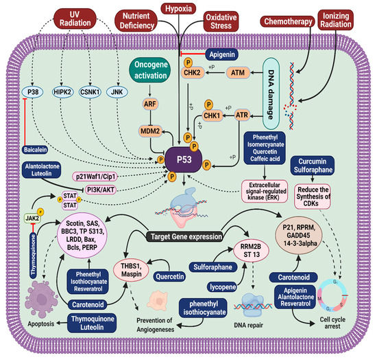 Natural Small Molecules in Gastrointestinal Tract and