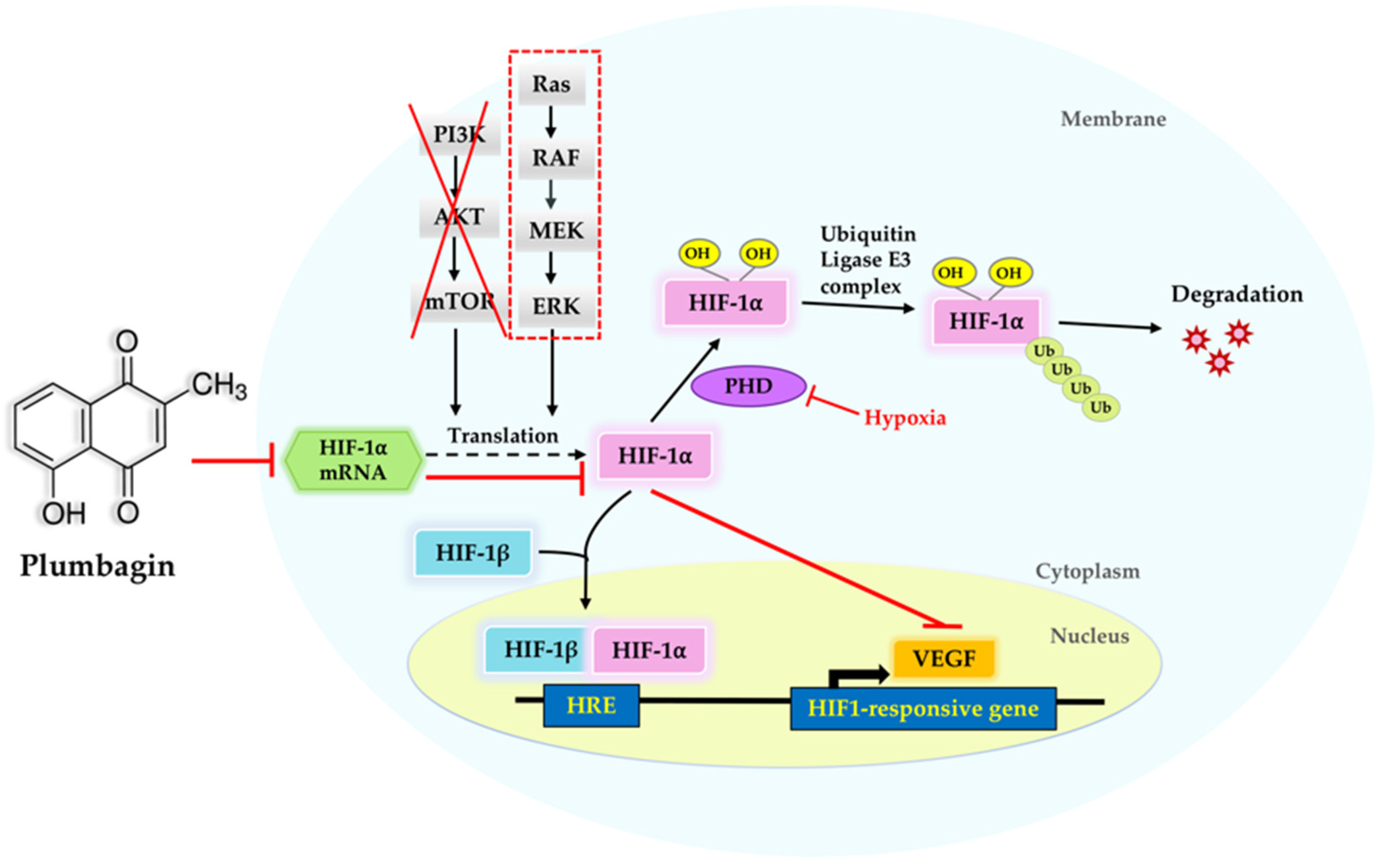 Molecules 27 05716 g007