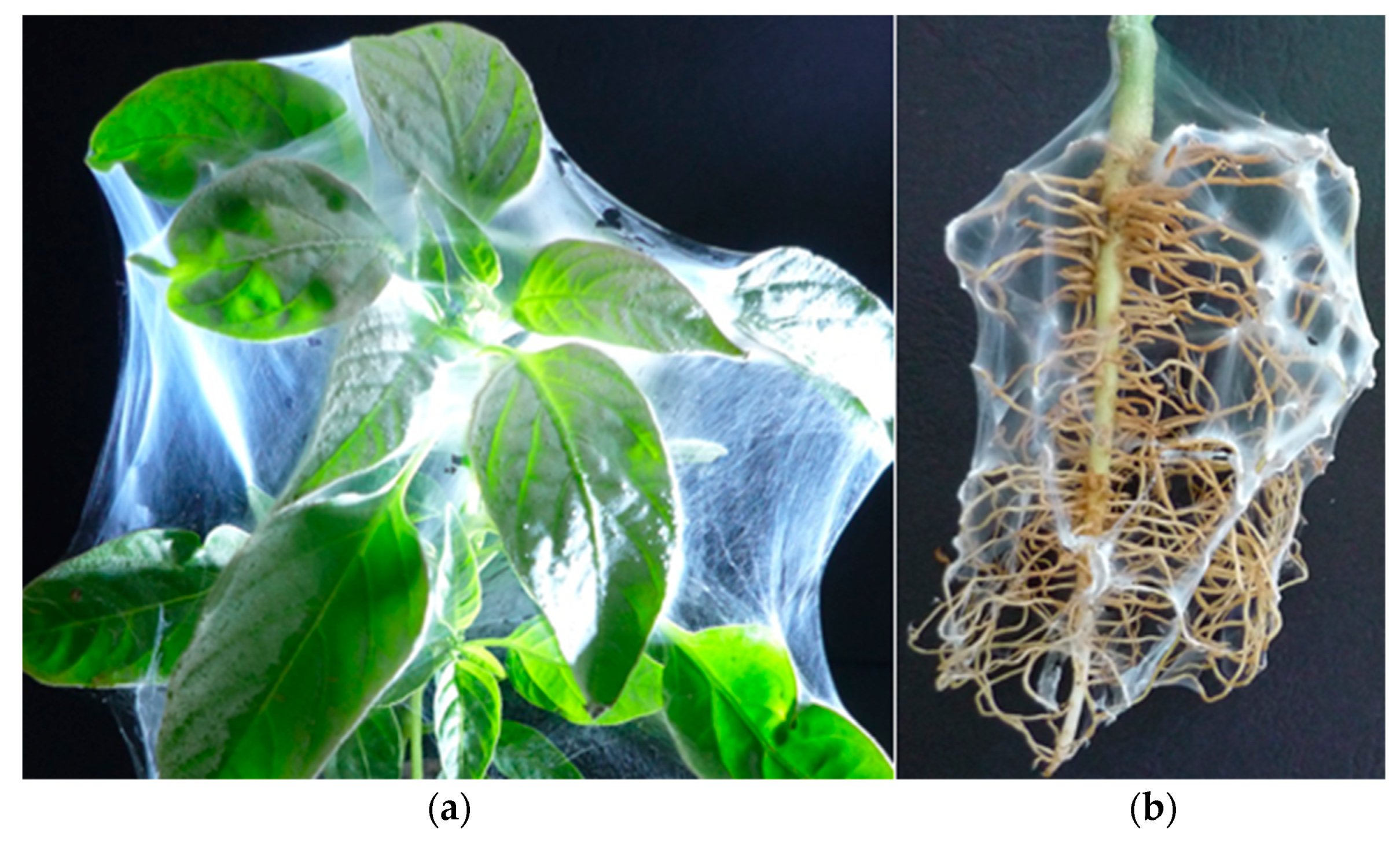Molecules 27 05738 g006