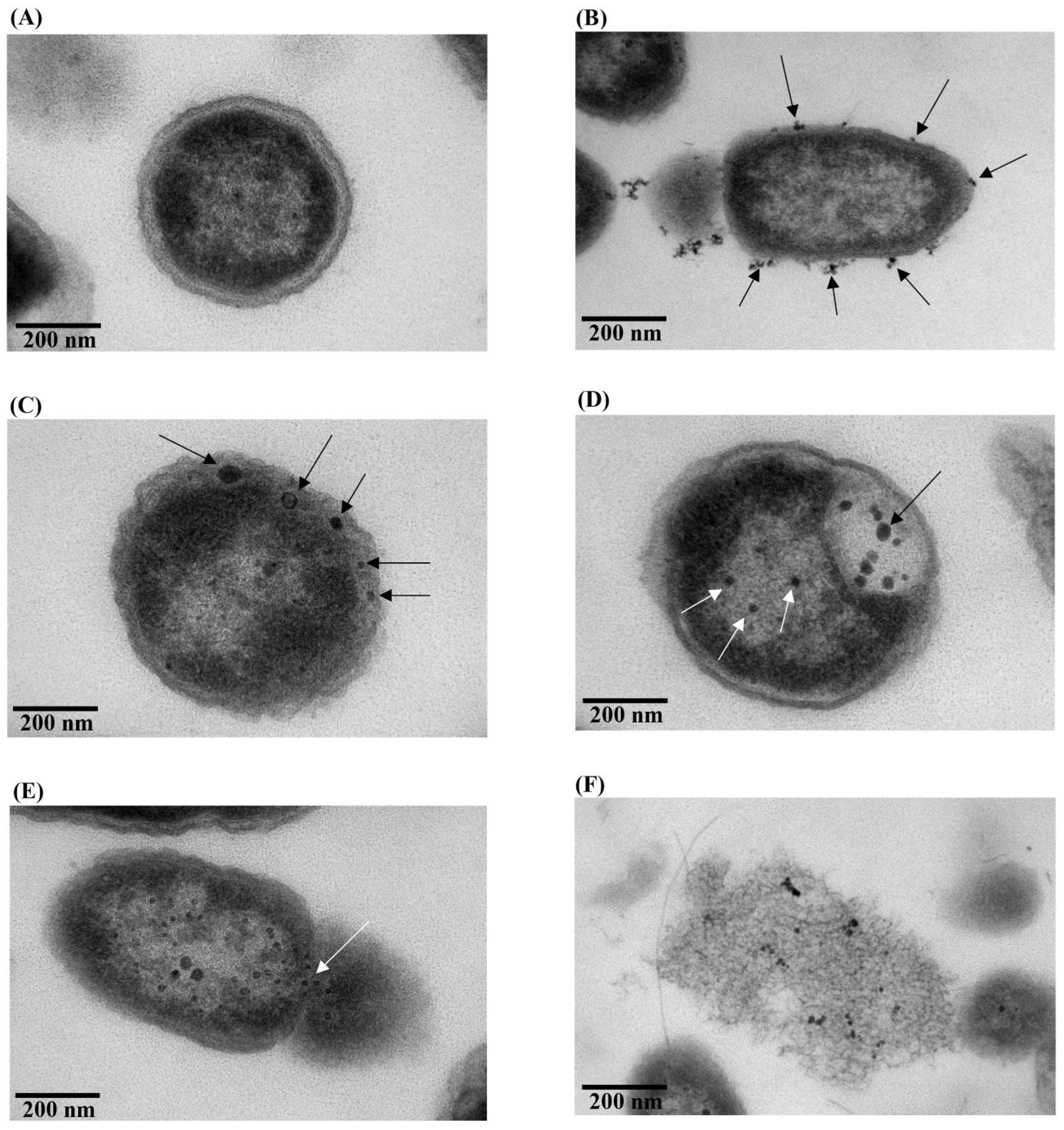 Molecules 27 05780 g007