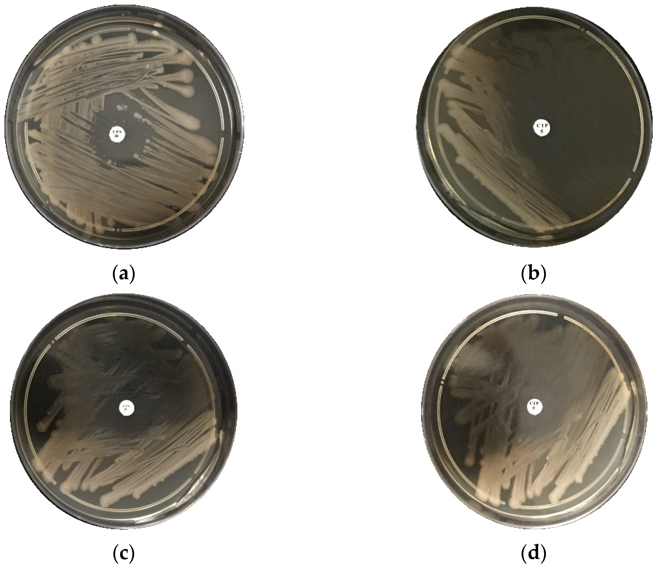 Molecules 27 05791 g011