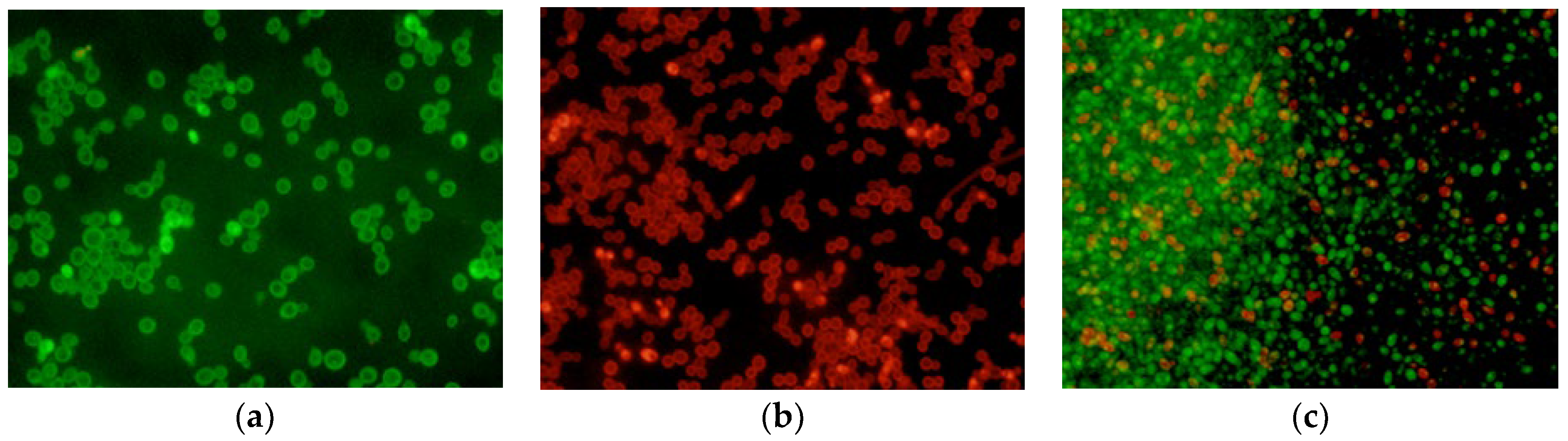 Molecules 27 05808 g005