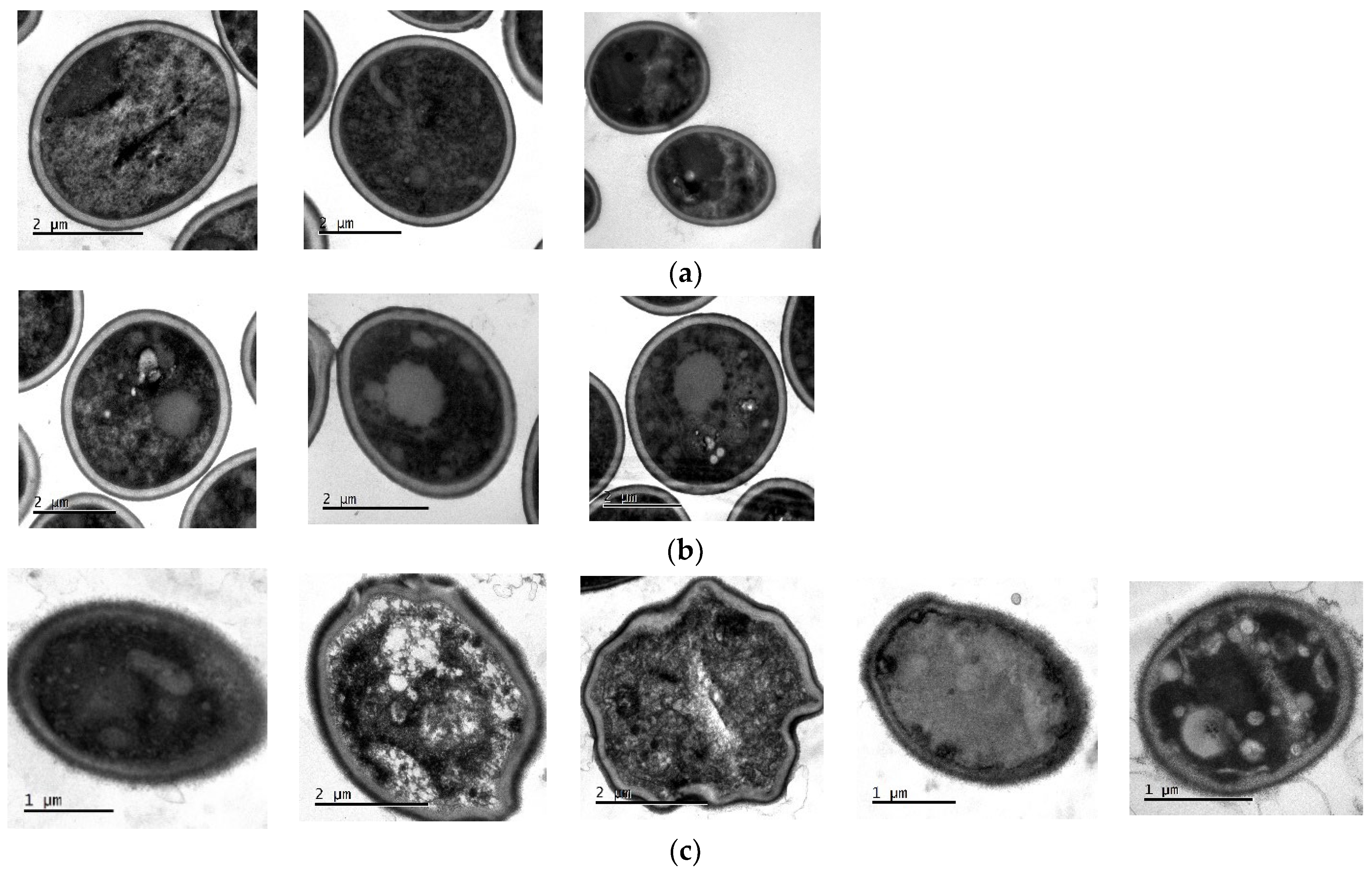 Molecules 27 05808 g010