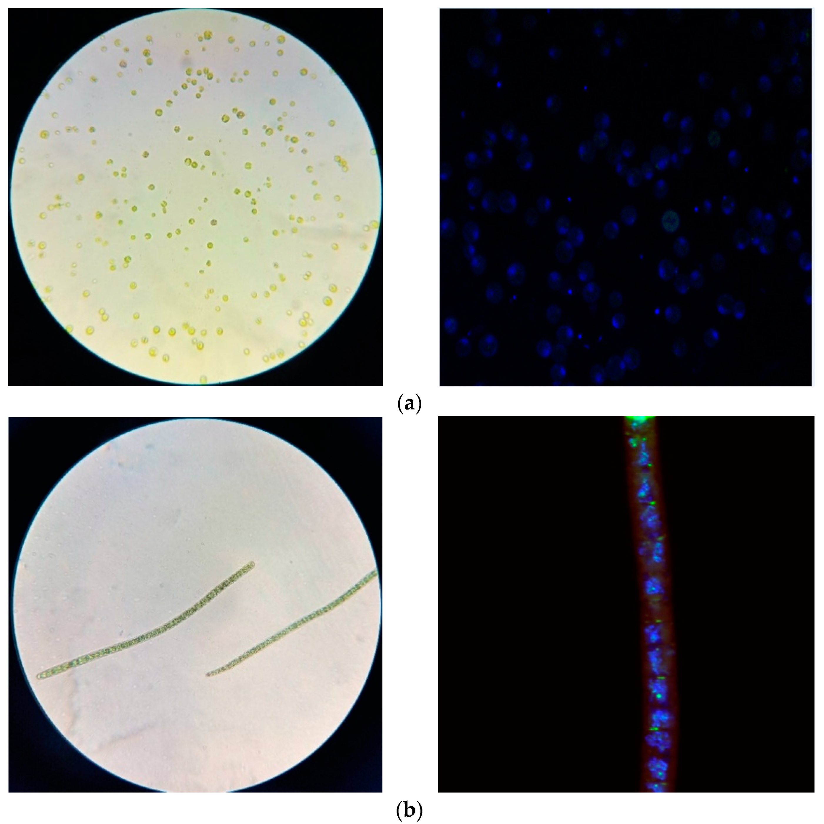 Molecules 27 05871 g002