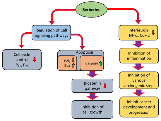 Berberine: An Important Emphasis on Its Anticancer Effects