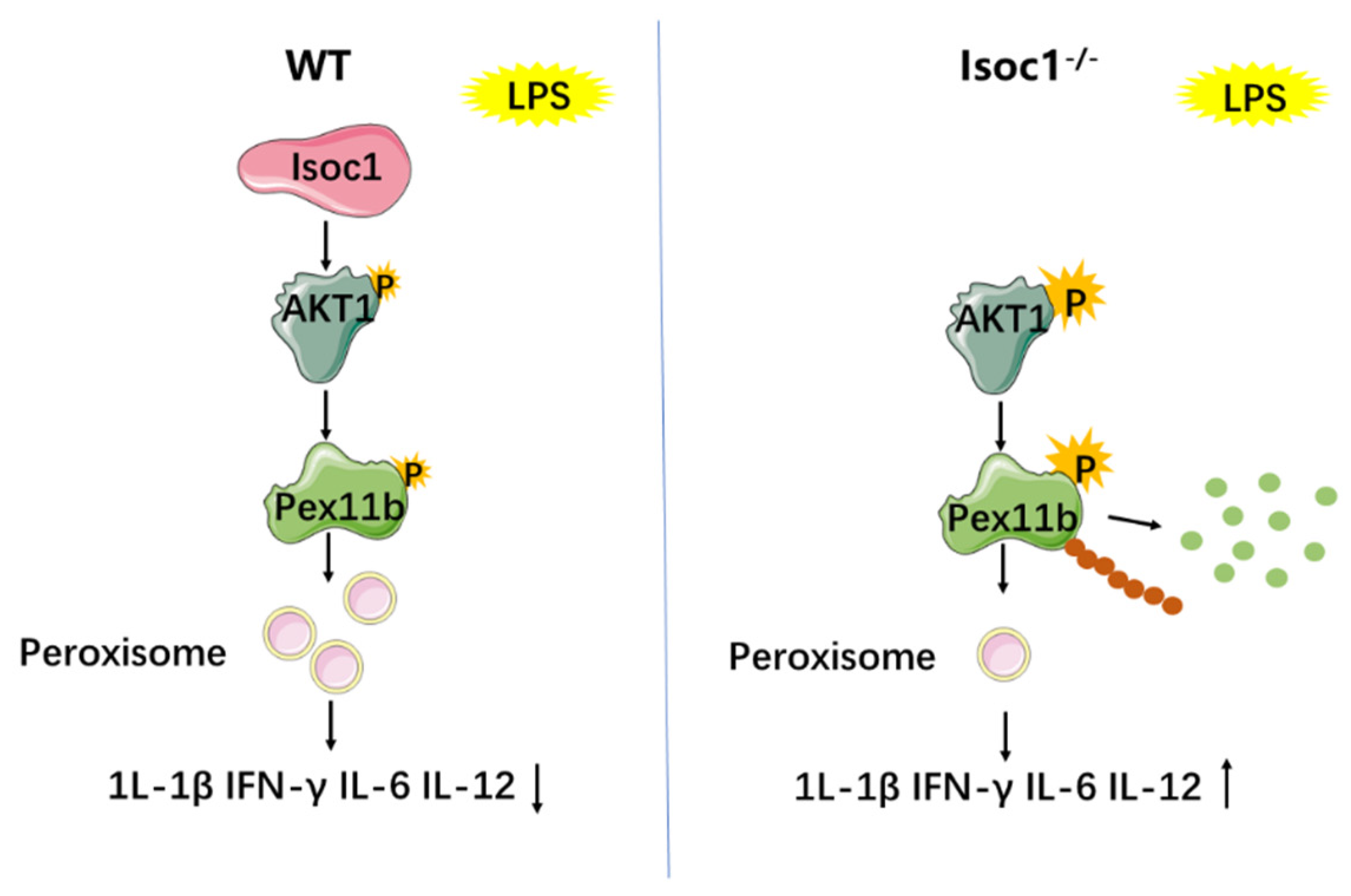 Molecules 27 05896 g006