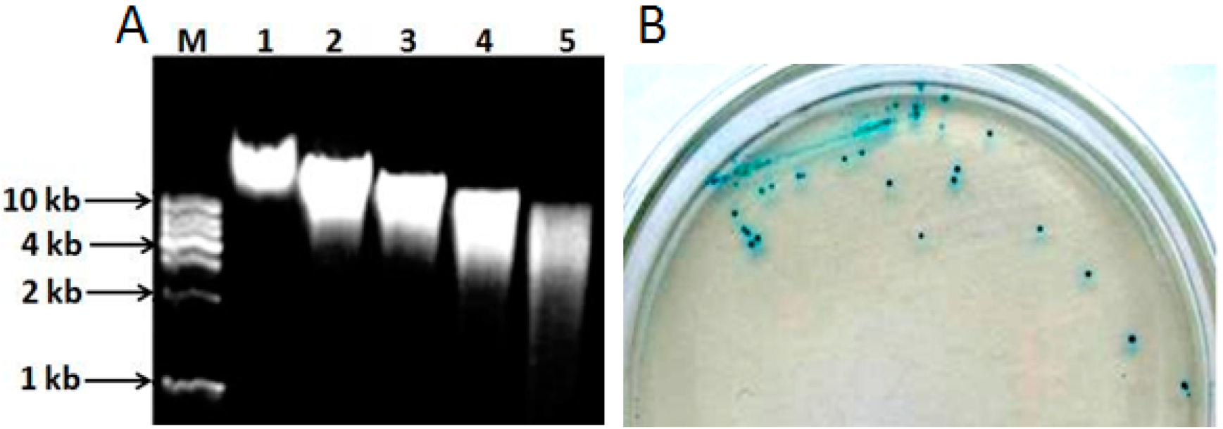 Molecules 27 05942 g006 550