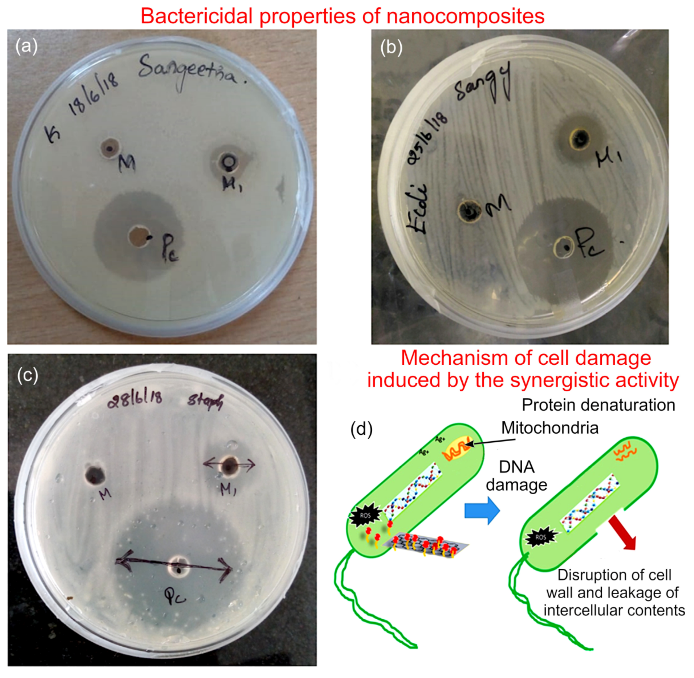 Molecules 27 05950 g007