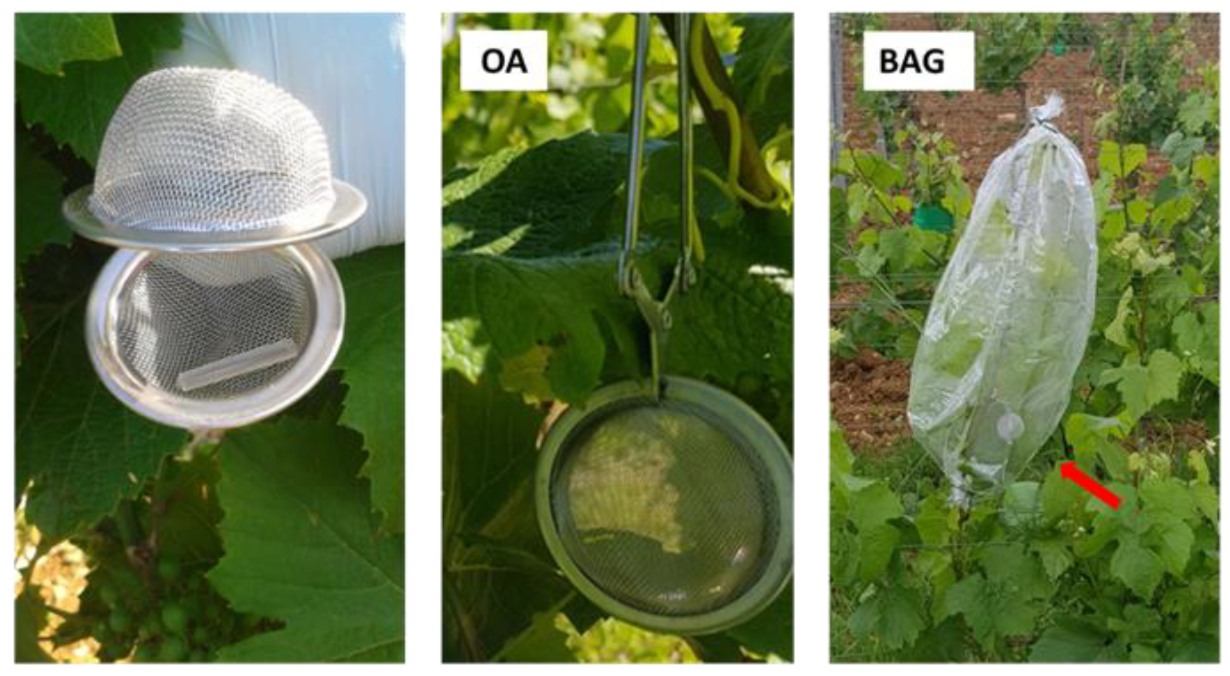 Molecules 27 06028 g002 Molecules 27 06028 g002