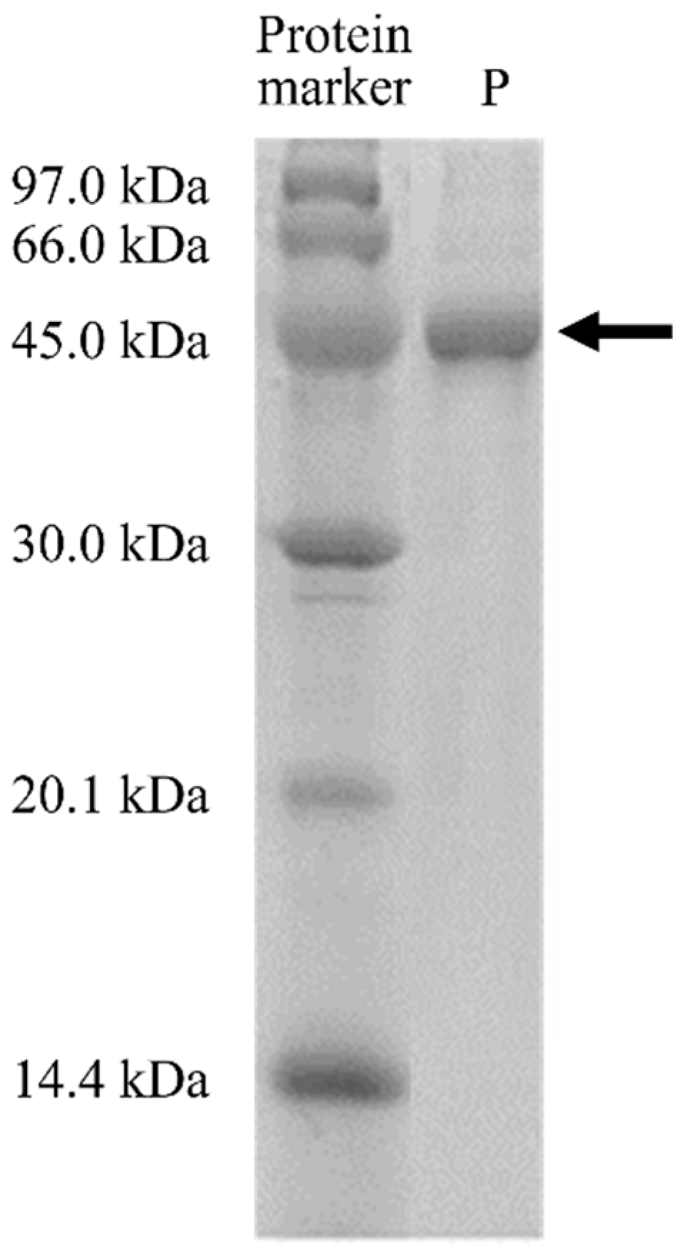 Molecules 27 06031 g002
