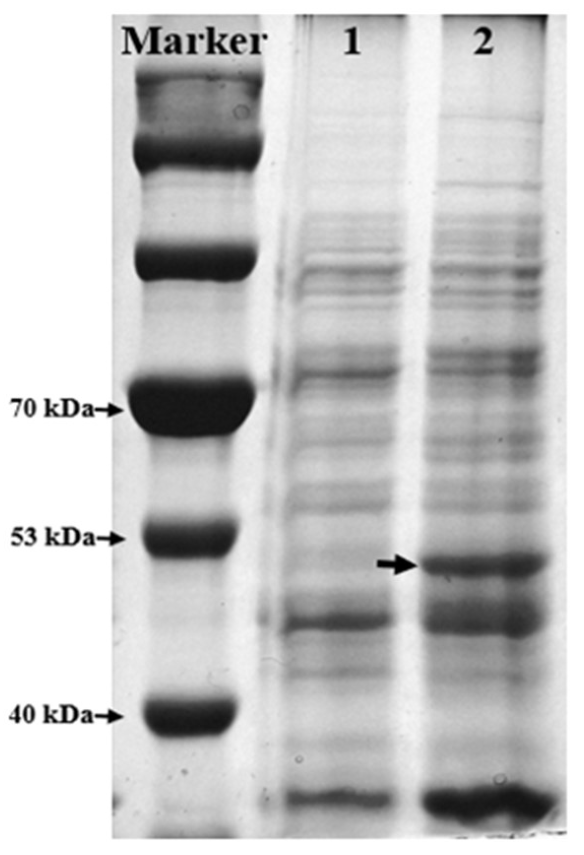 Molecules 27 06088 g002