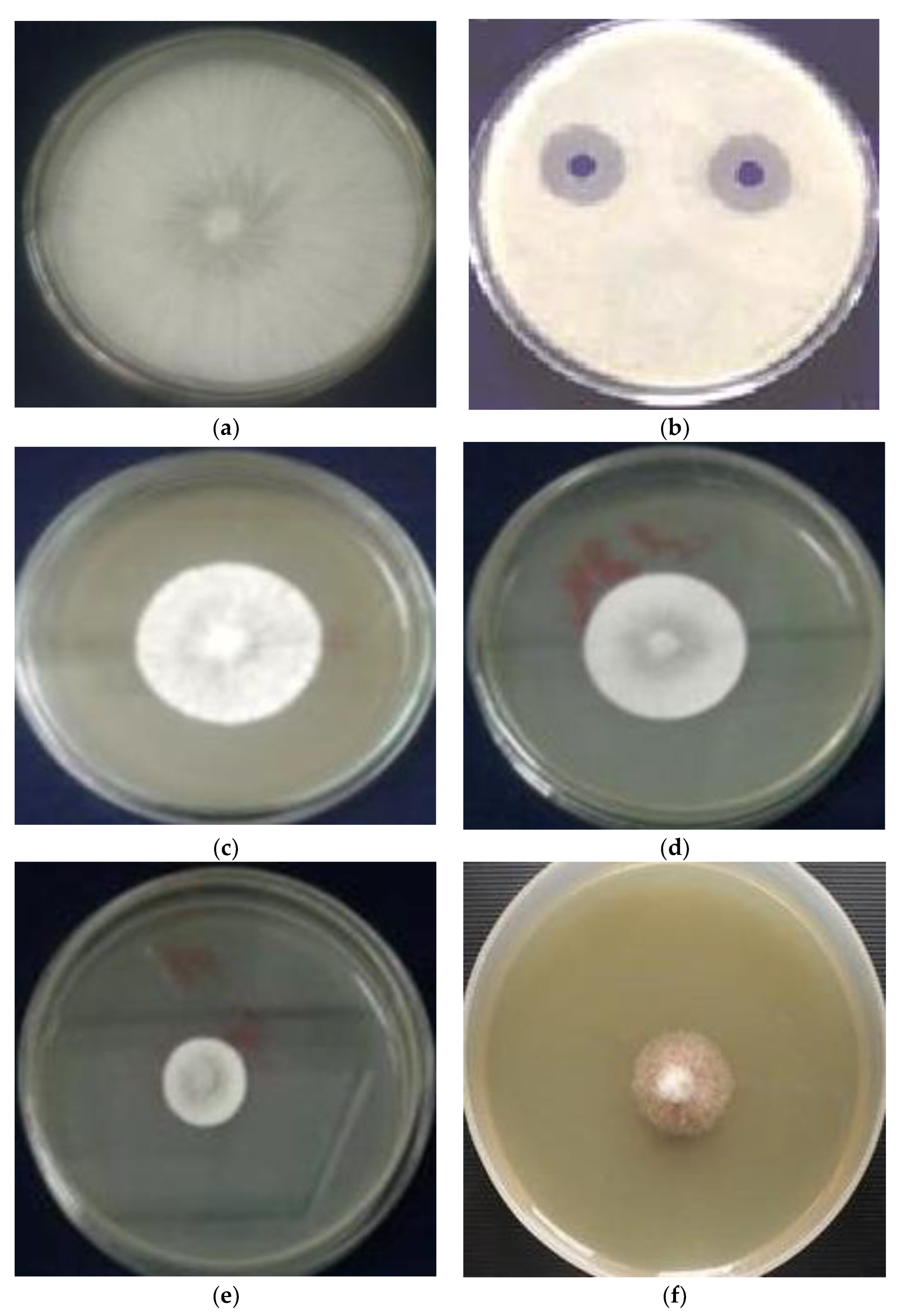 Molecules 27 06114 g005 Molecules 27 06114 g005