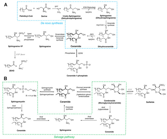 Targeting Ceramides and Adiponectin Receptors in the Islet