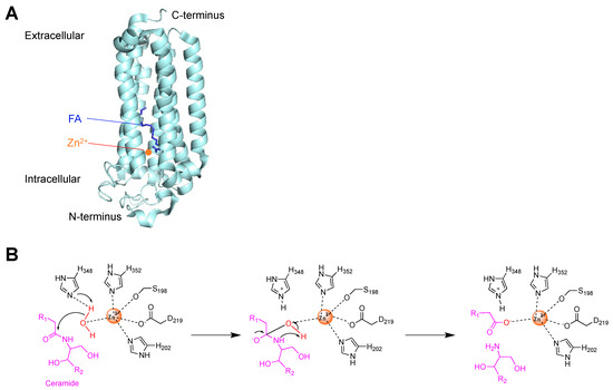 Targeting Ceramides and Adiponectin Receptors in the Islet
