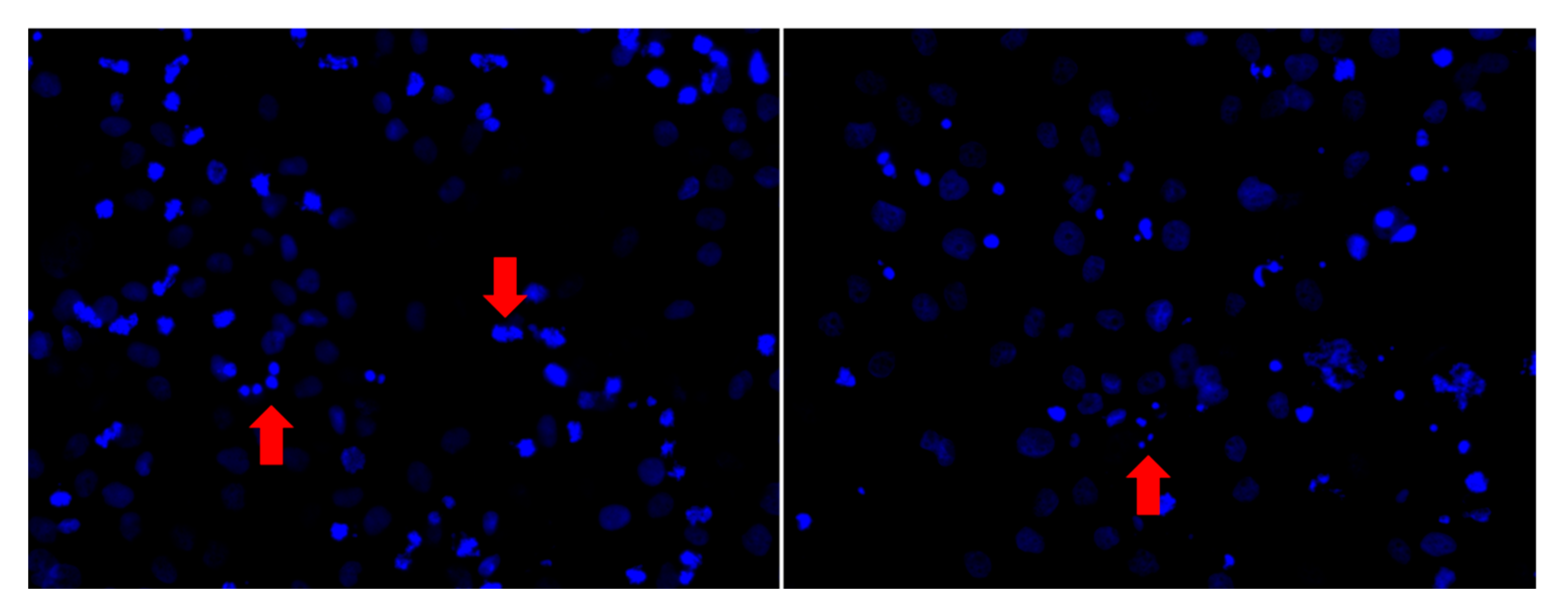 Molecules 27 06126 g004 Molecules 27 06126 g004
