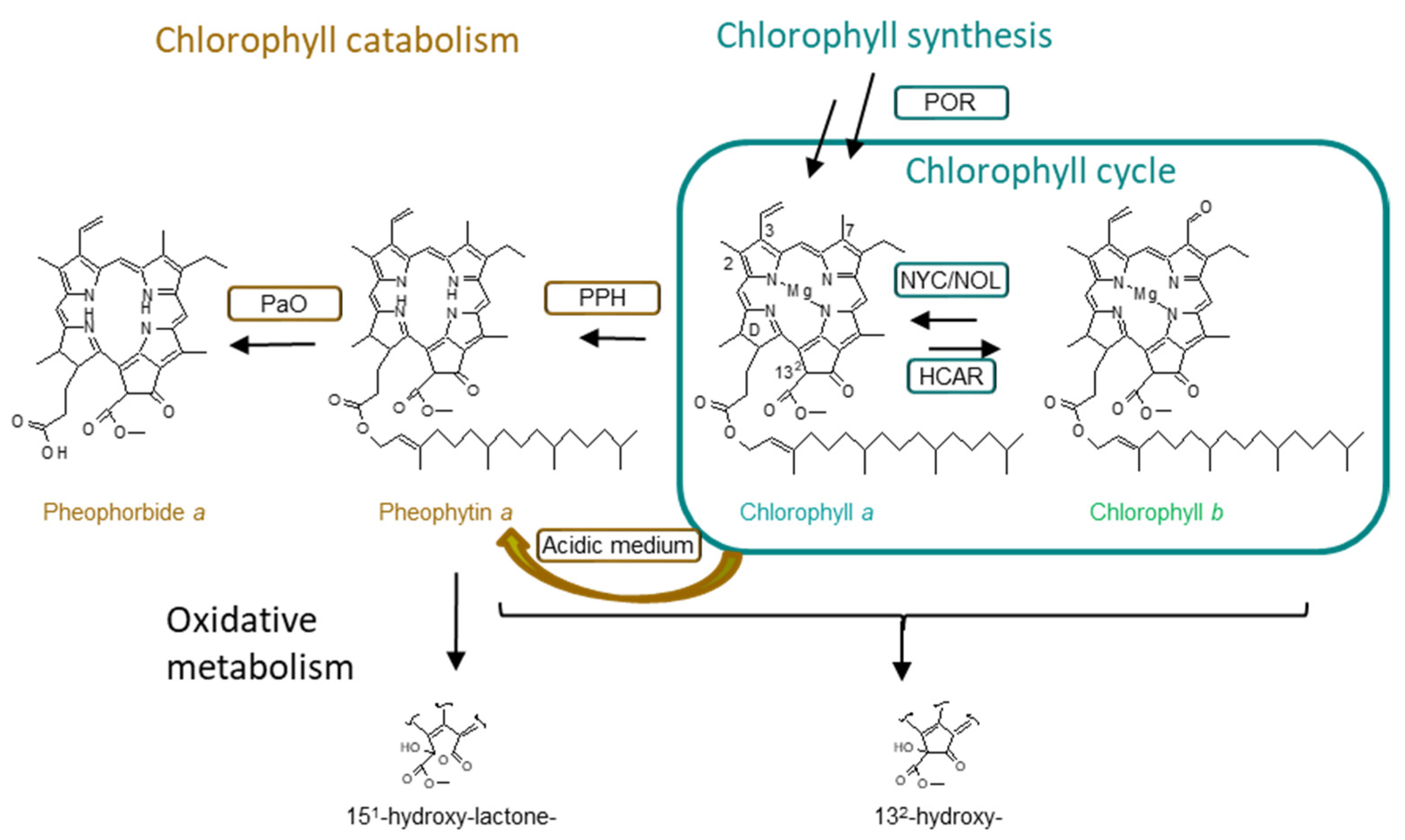 Molecules Free FullText HPLCMS2 Analysis of Chlorophylls in Green