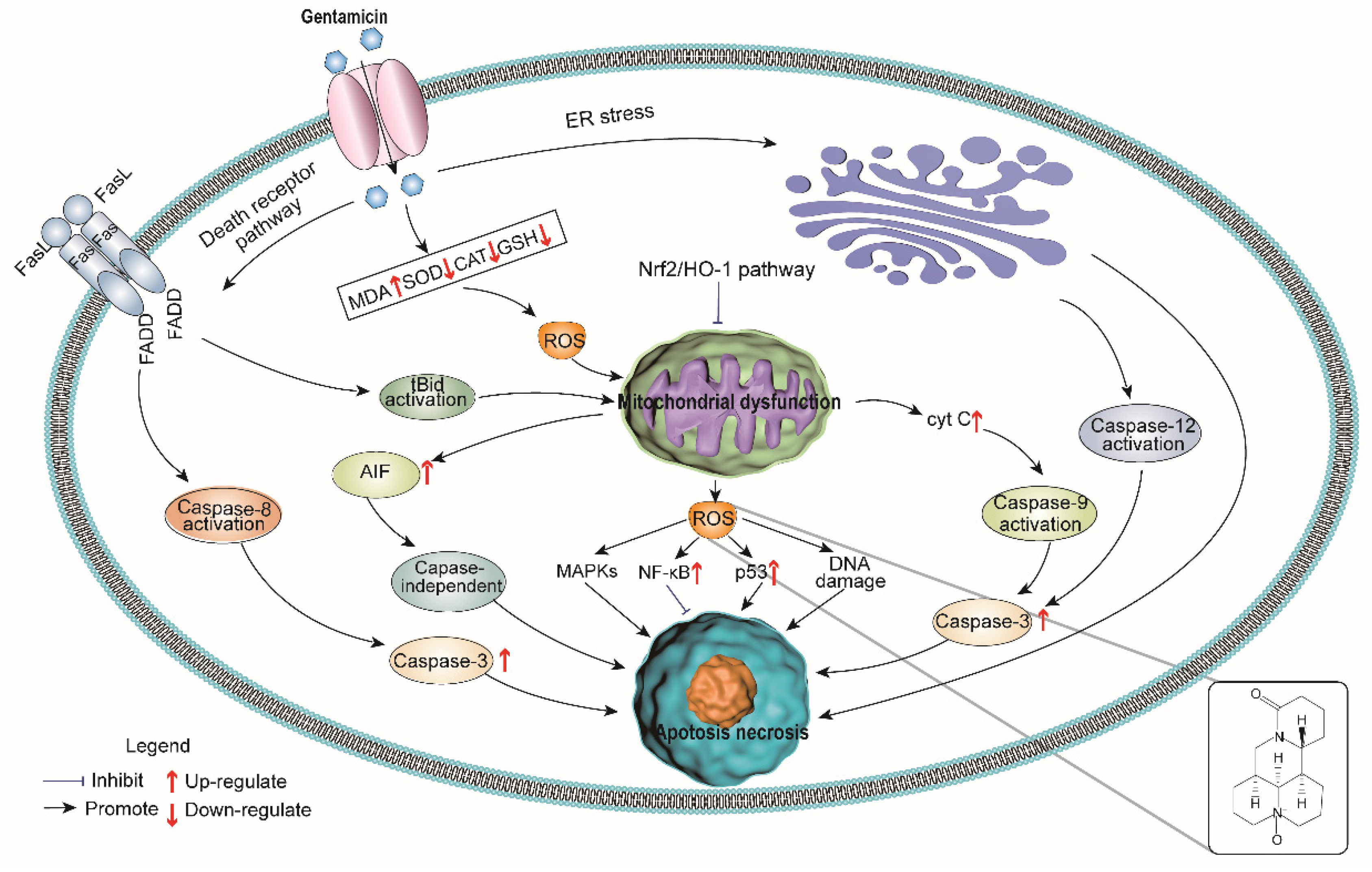 Molecules 27 06209 g005 Molecules 27 06209 g005