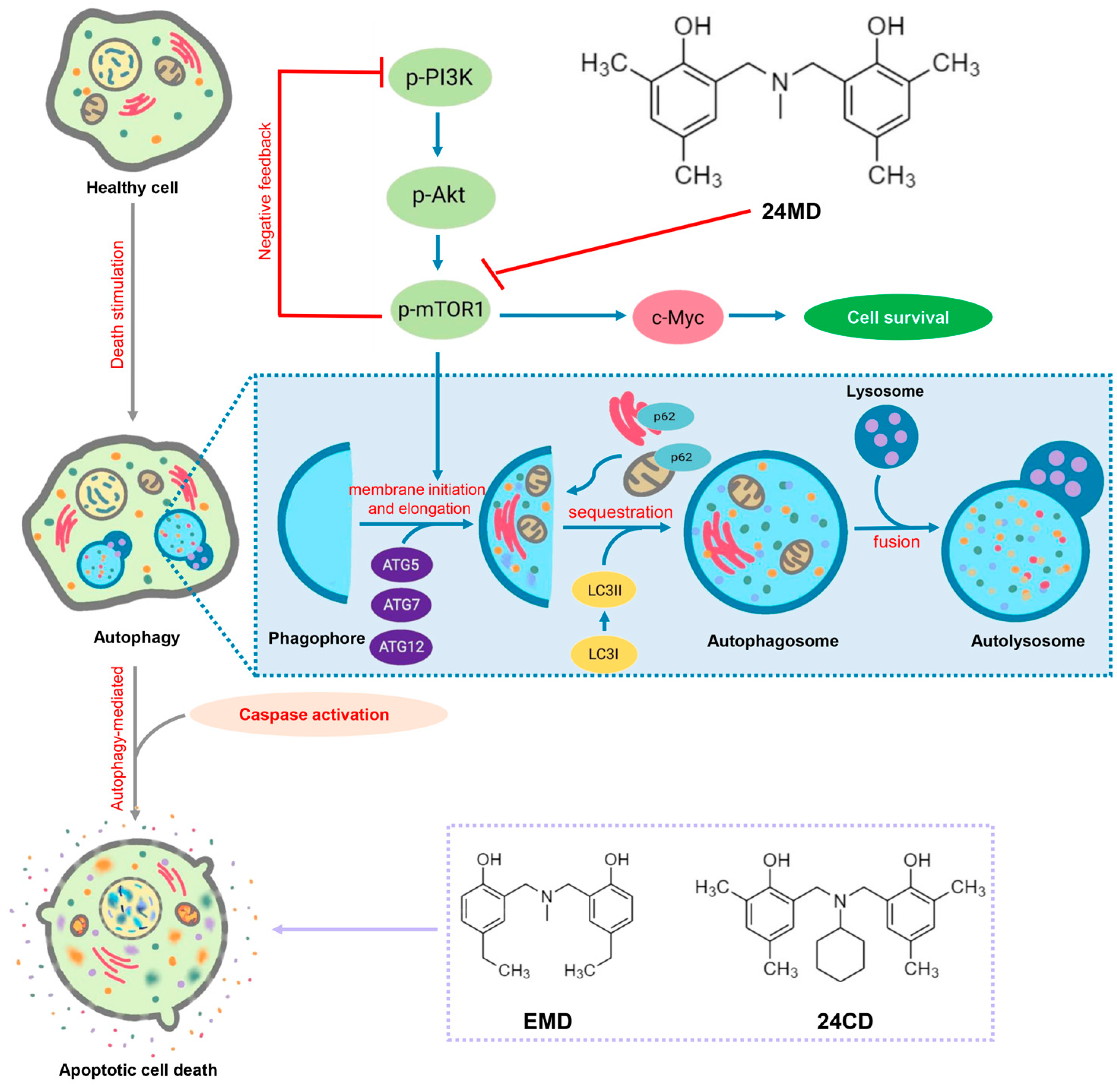 Molecules 27 06230 g006