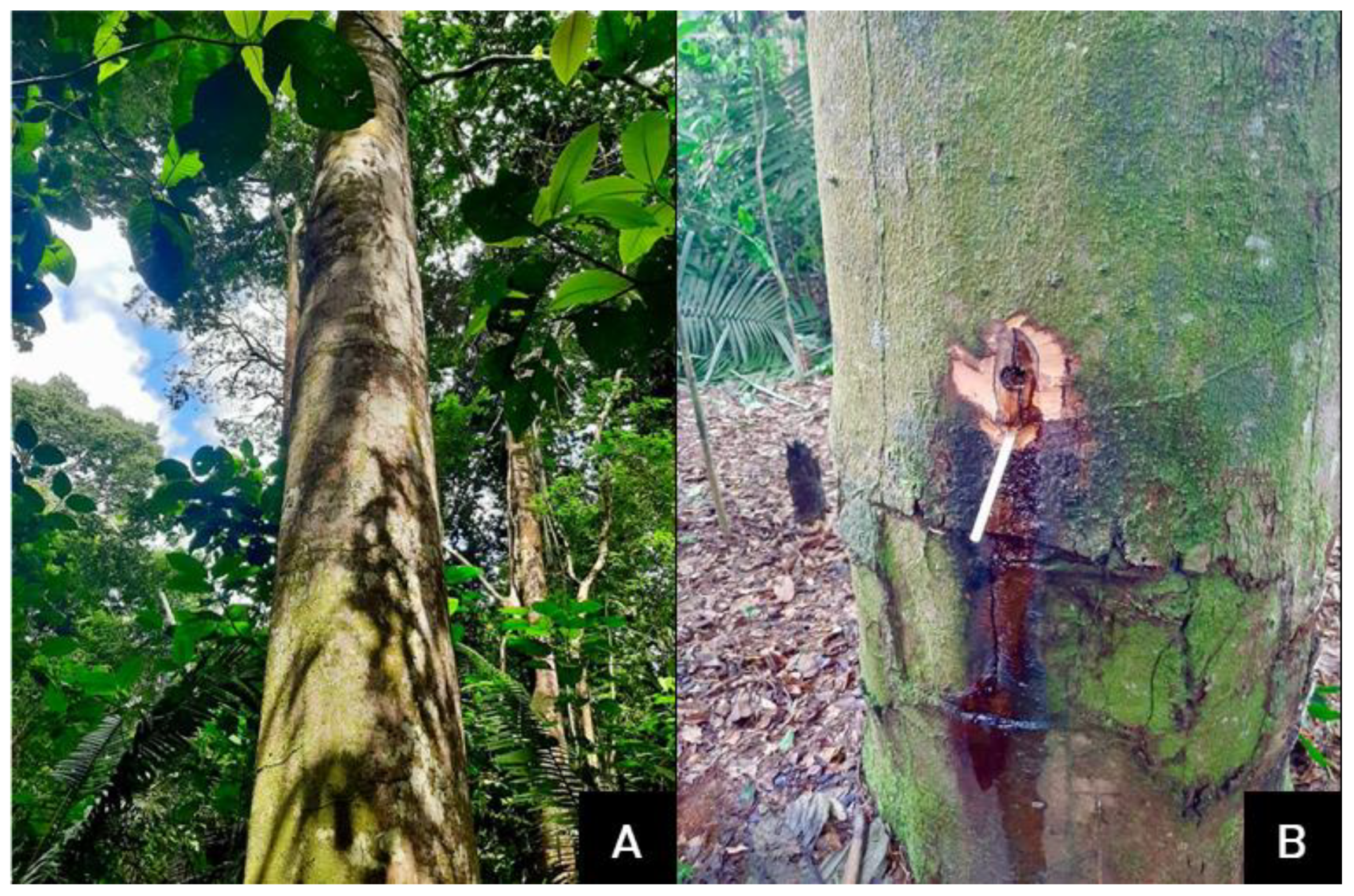 Molecules 27 06255 g001 Molecules 27 06255 g001