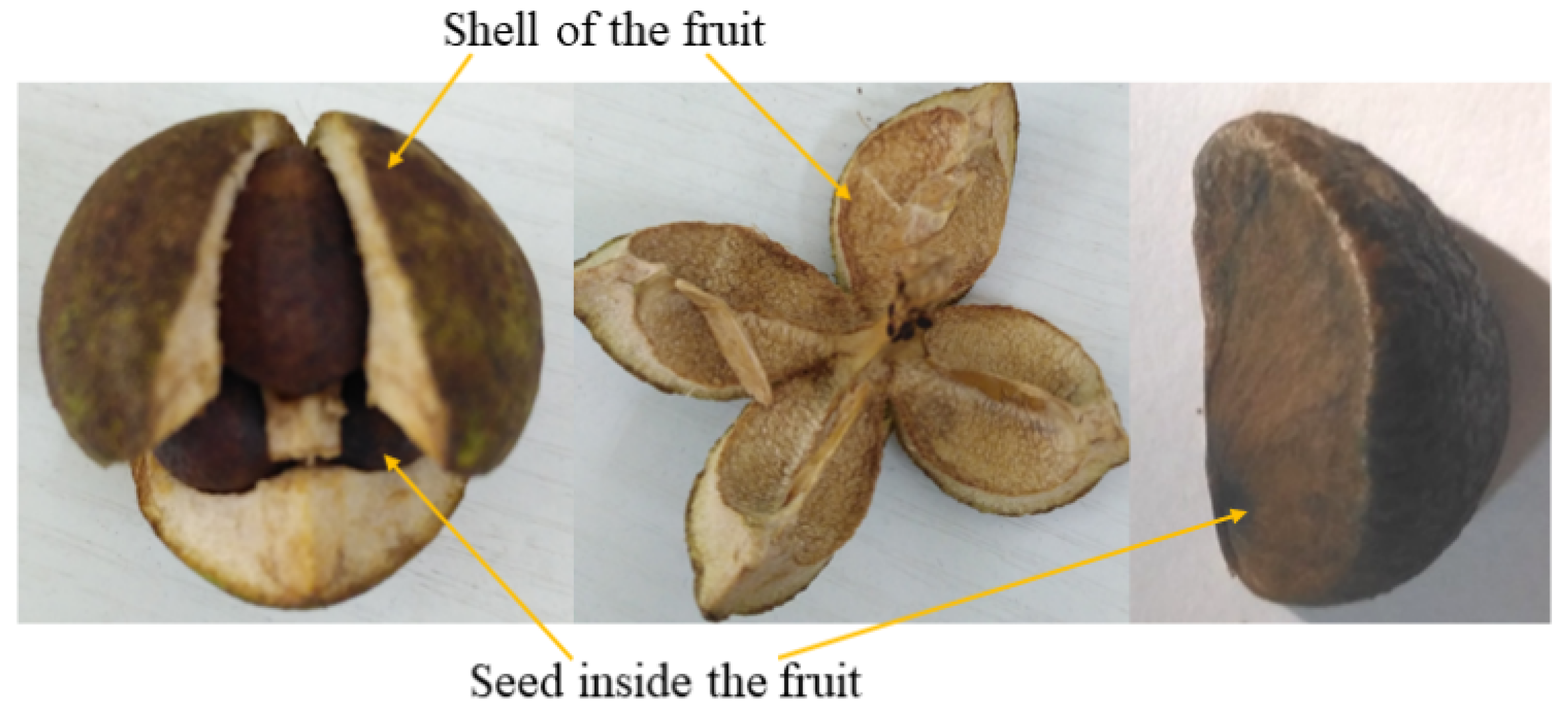 Molecules Free Full Text Maturity Stage Discrimination Of Camellia Oleifera Fruit Using Visible And Near Infrared Hyperspectral Imaging Html