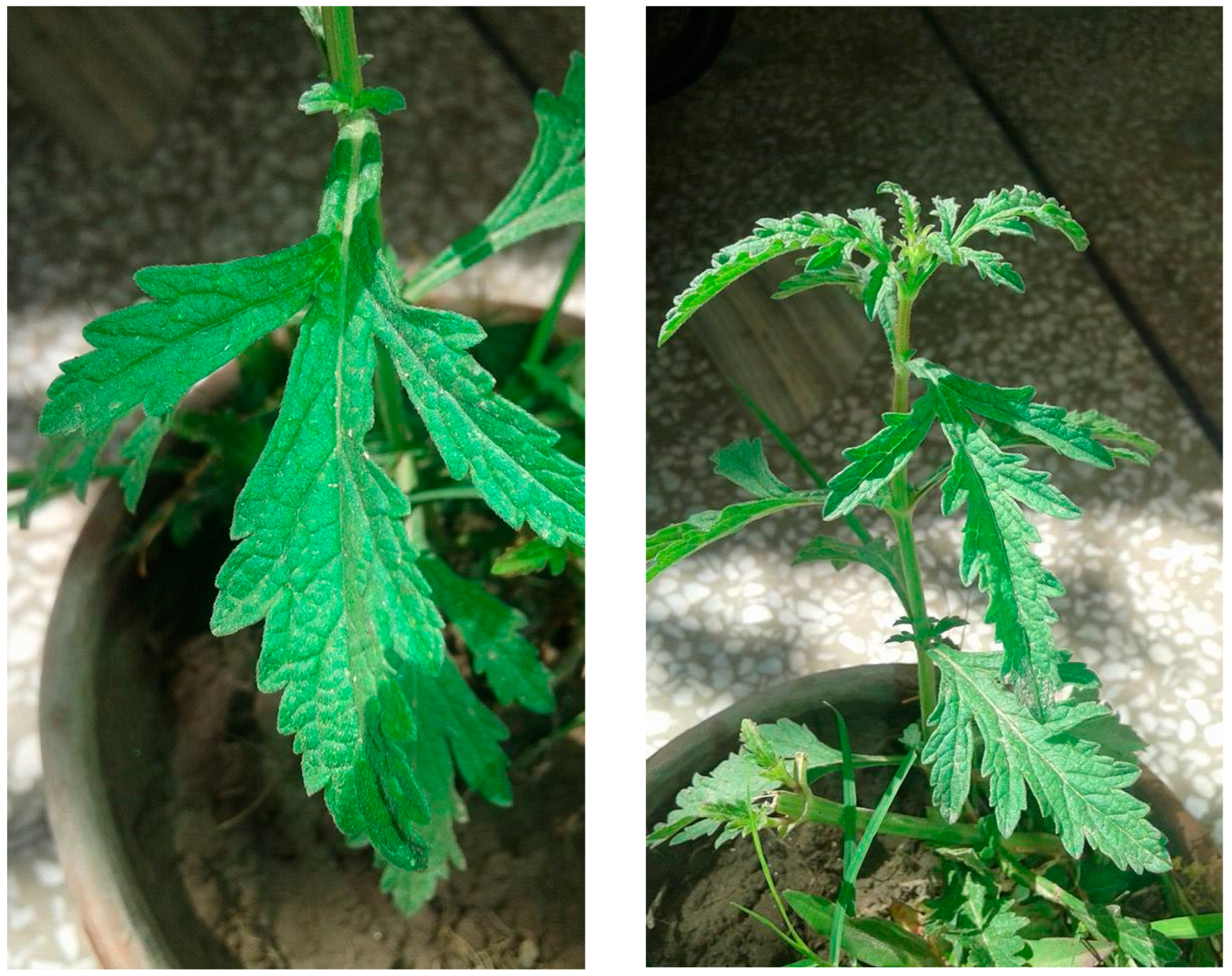 Molecules 27 06329 g002 Molecules 27 06329 g002