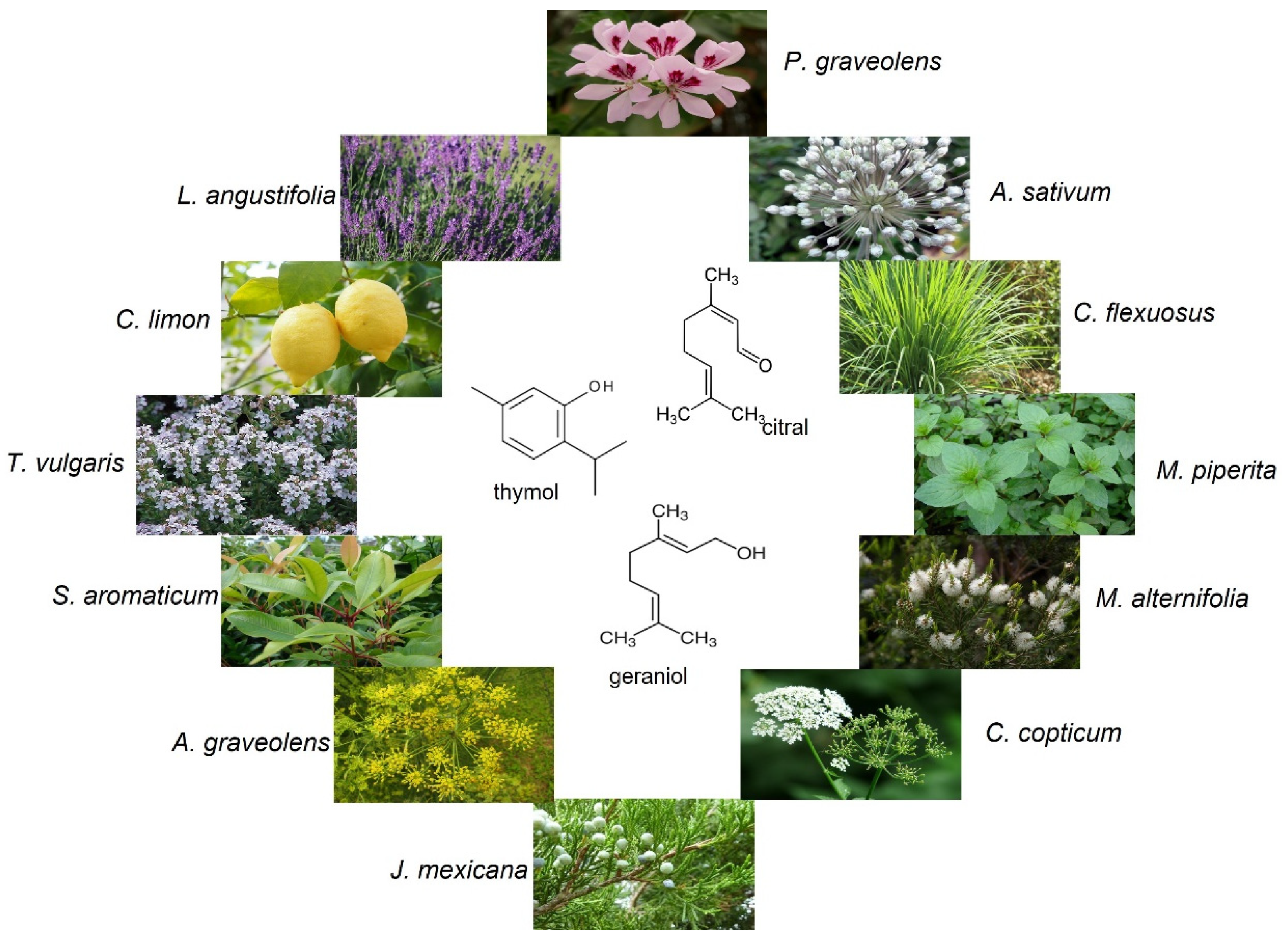 Molecules 27 06392 g002 Molecules 27 06392 g002