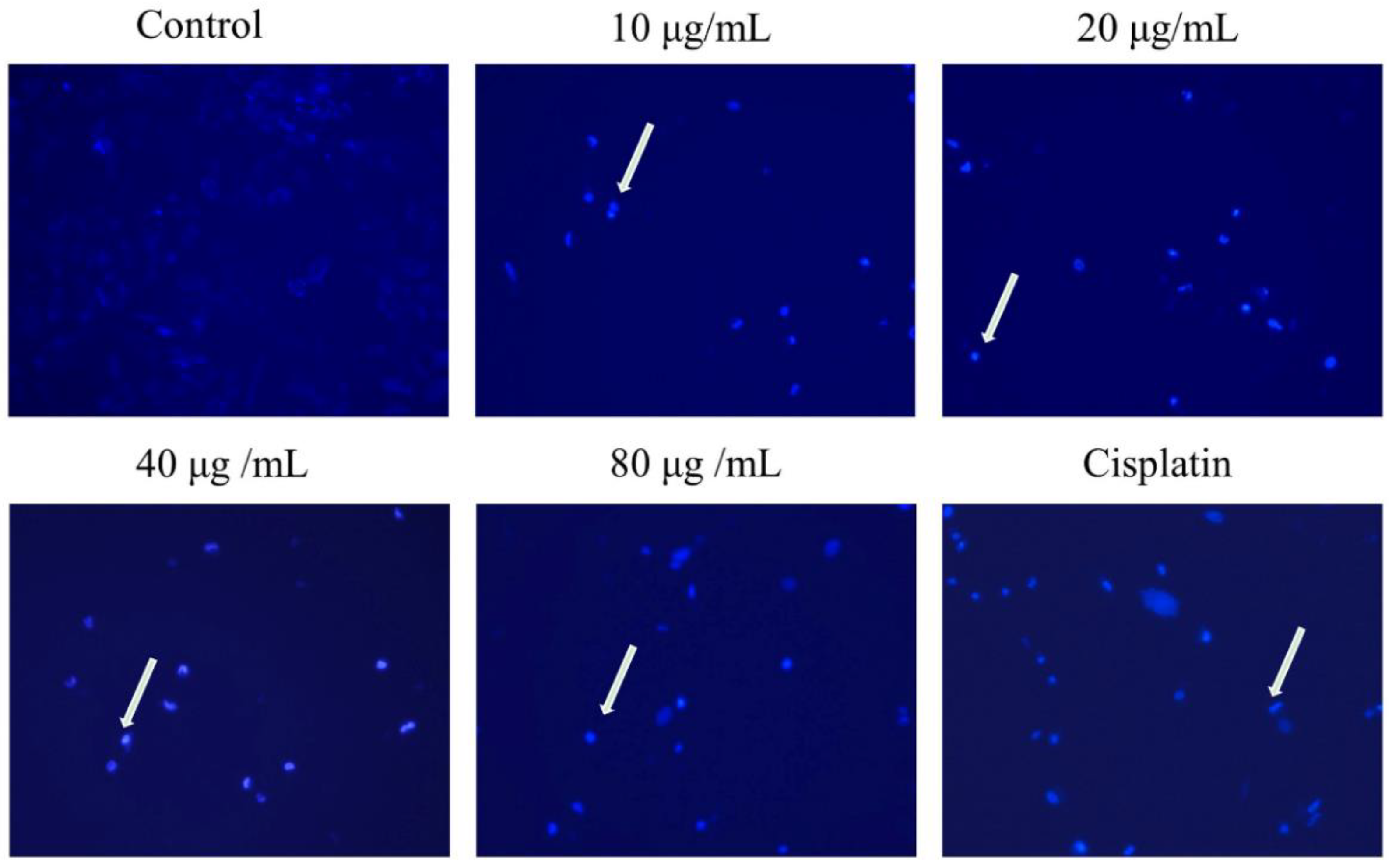 Molecules 27 06435 g002 Molecules 27 06435 g002