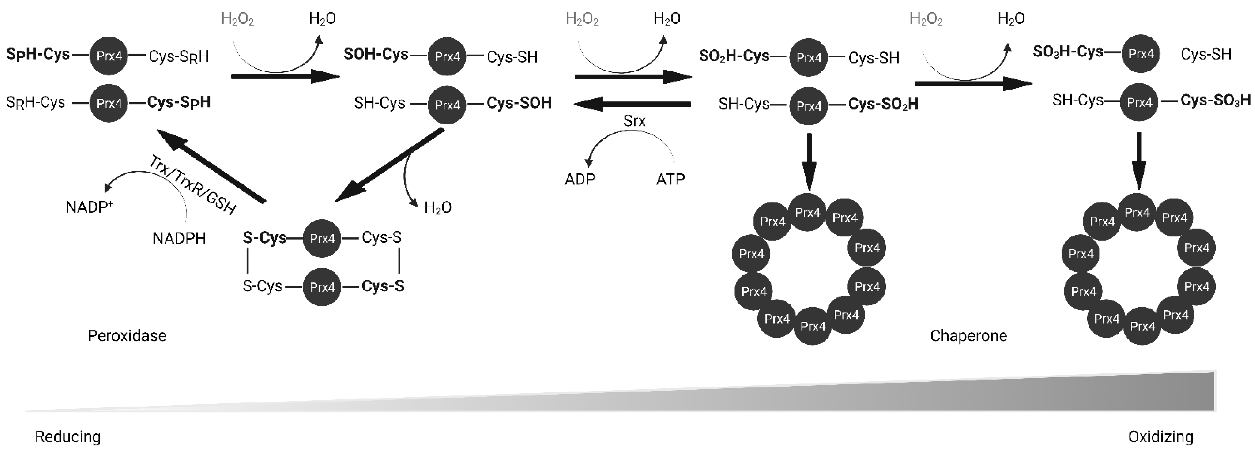 Molecules 27 06513 g003 Molecules 27 06513 g003
