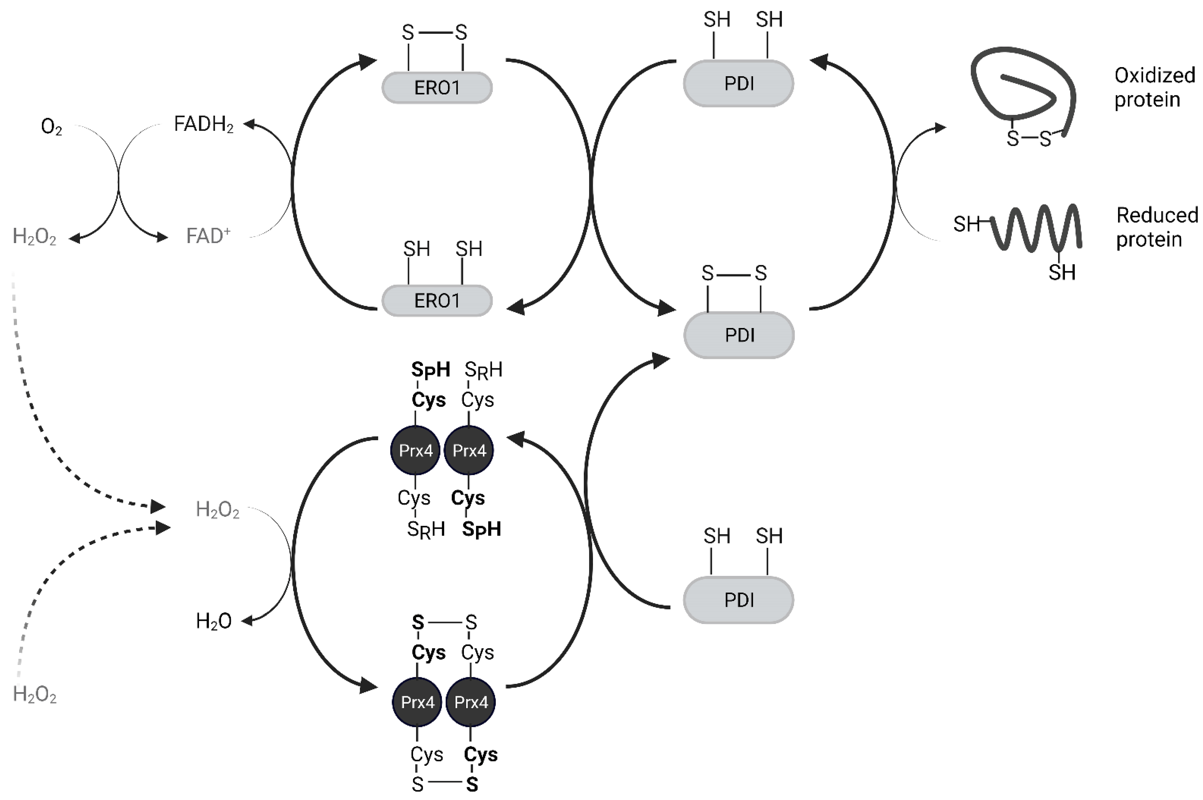 Molecules 27 06513 g004 Molecules 27 06513 g004