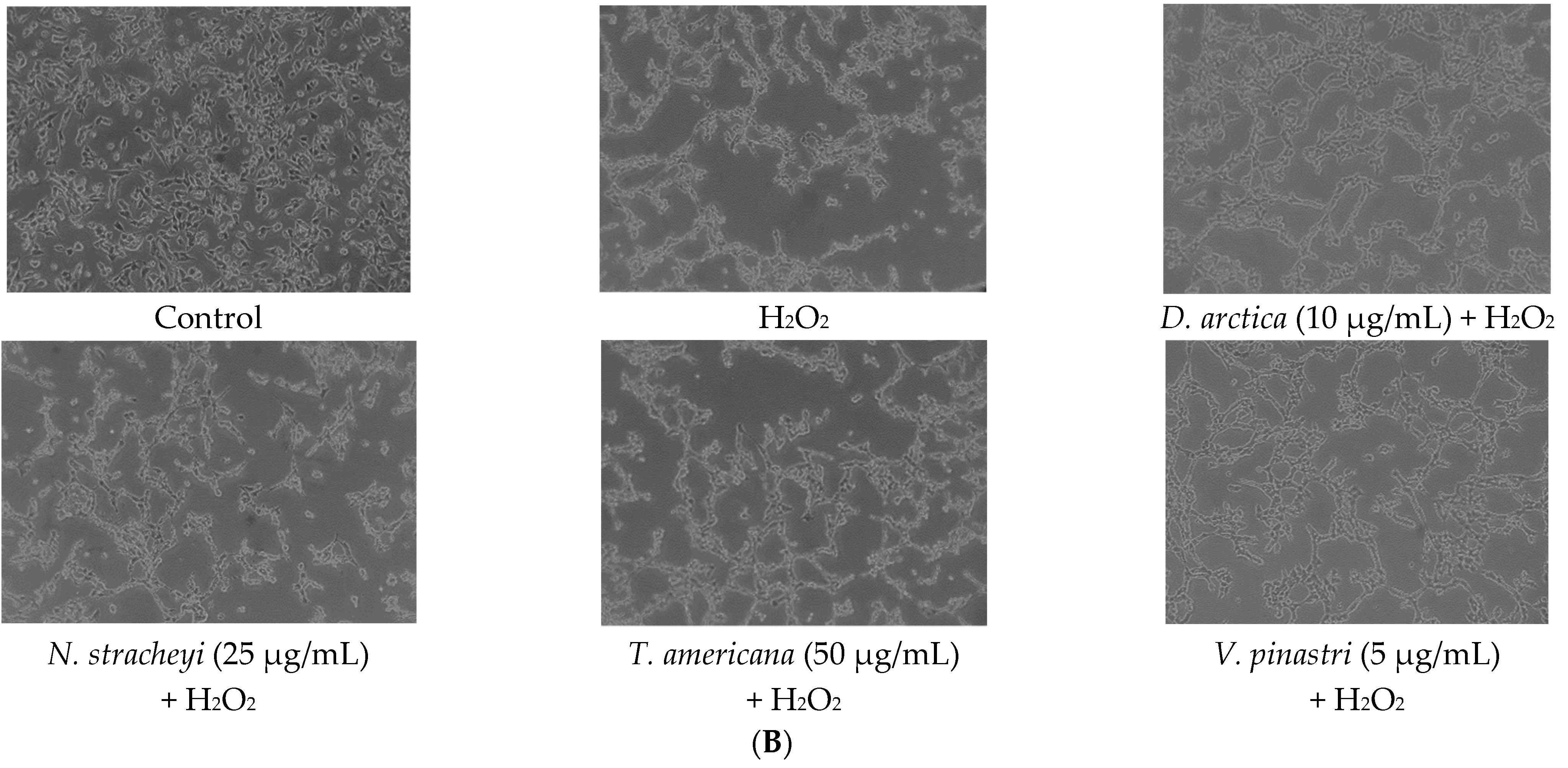 Molecules 27 06520 g002b Molecules 27 06520 g002b