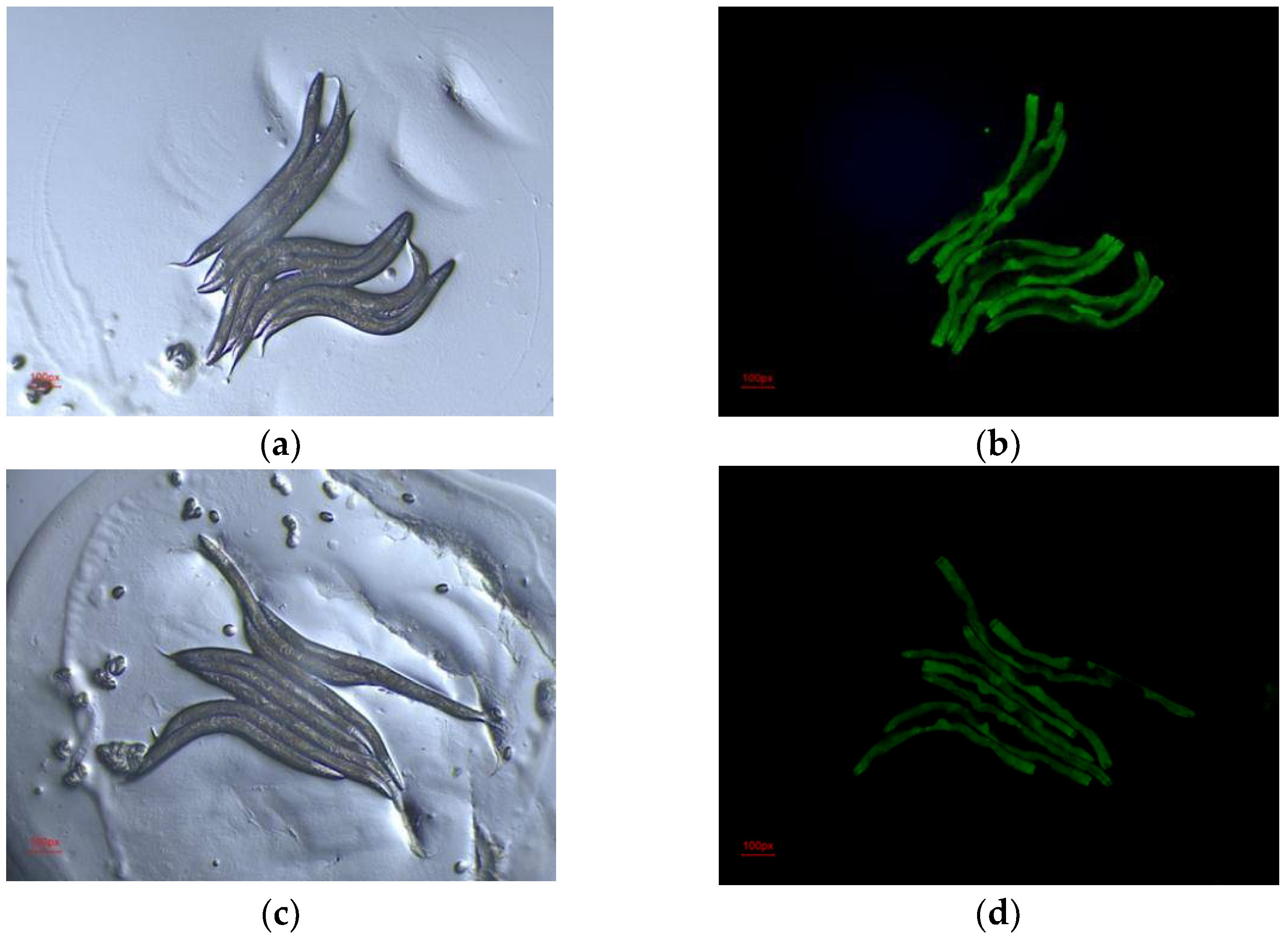 Molecules 27 06625 g004 Molecules 27 06625 g004