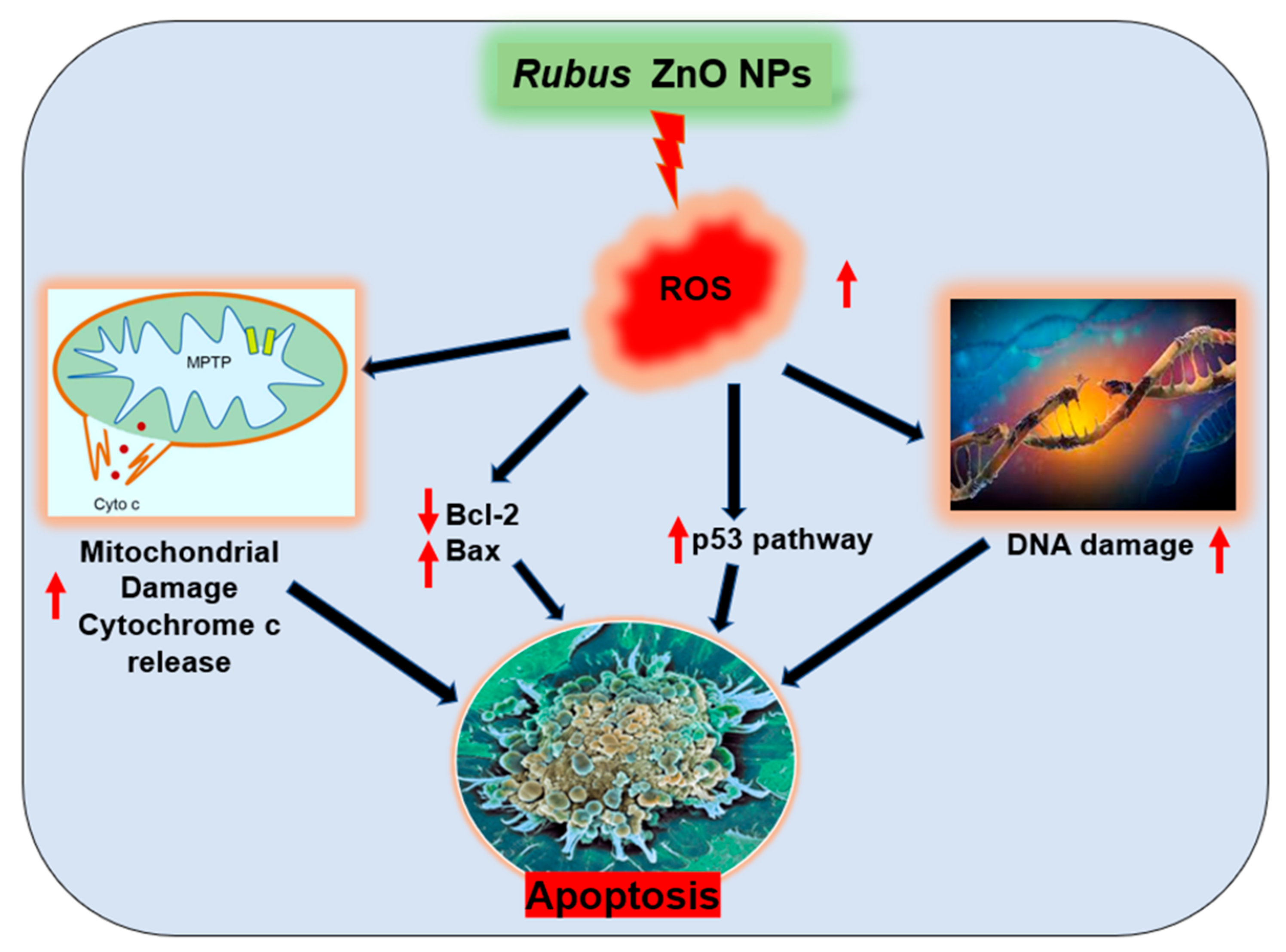 Molecules 27 06862 g007