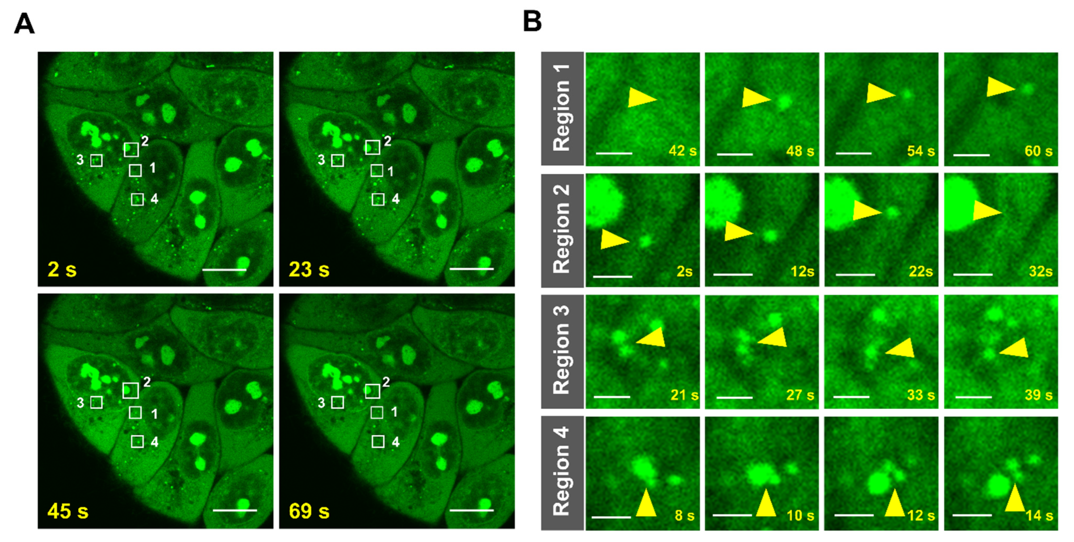 Molecules 27 06927 g006 Molecules 27 06927 g006