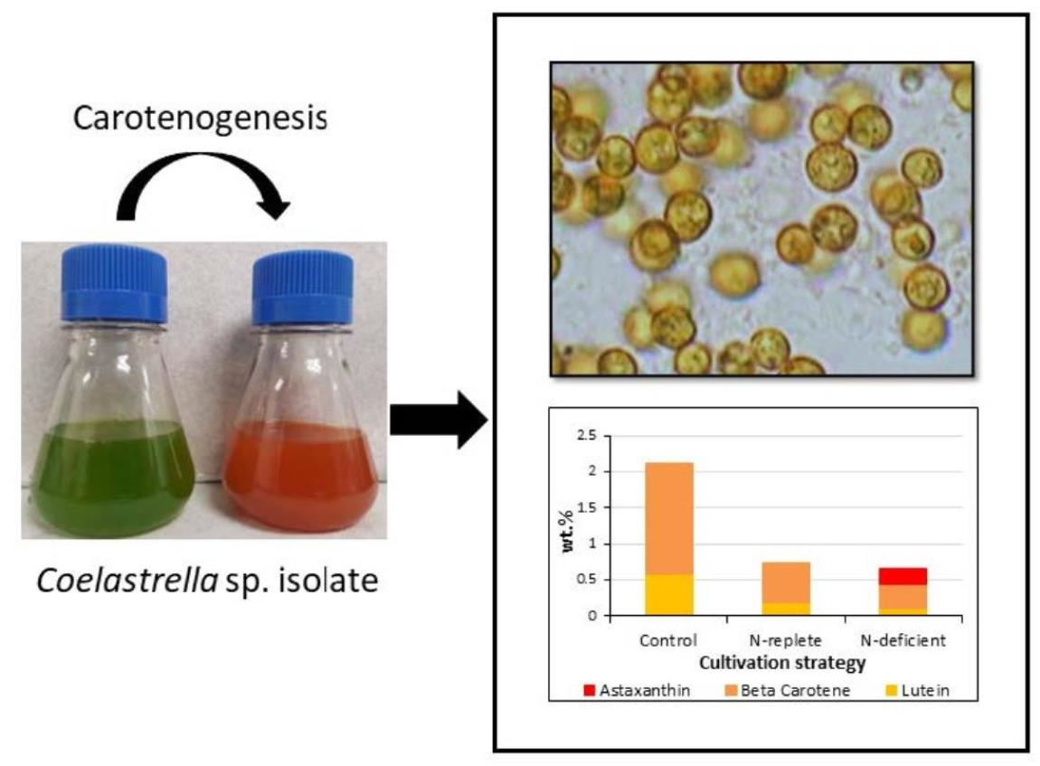 Molecules Free FullText Formation of Lutein, βCarotene and